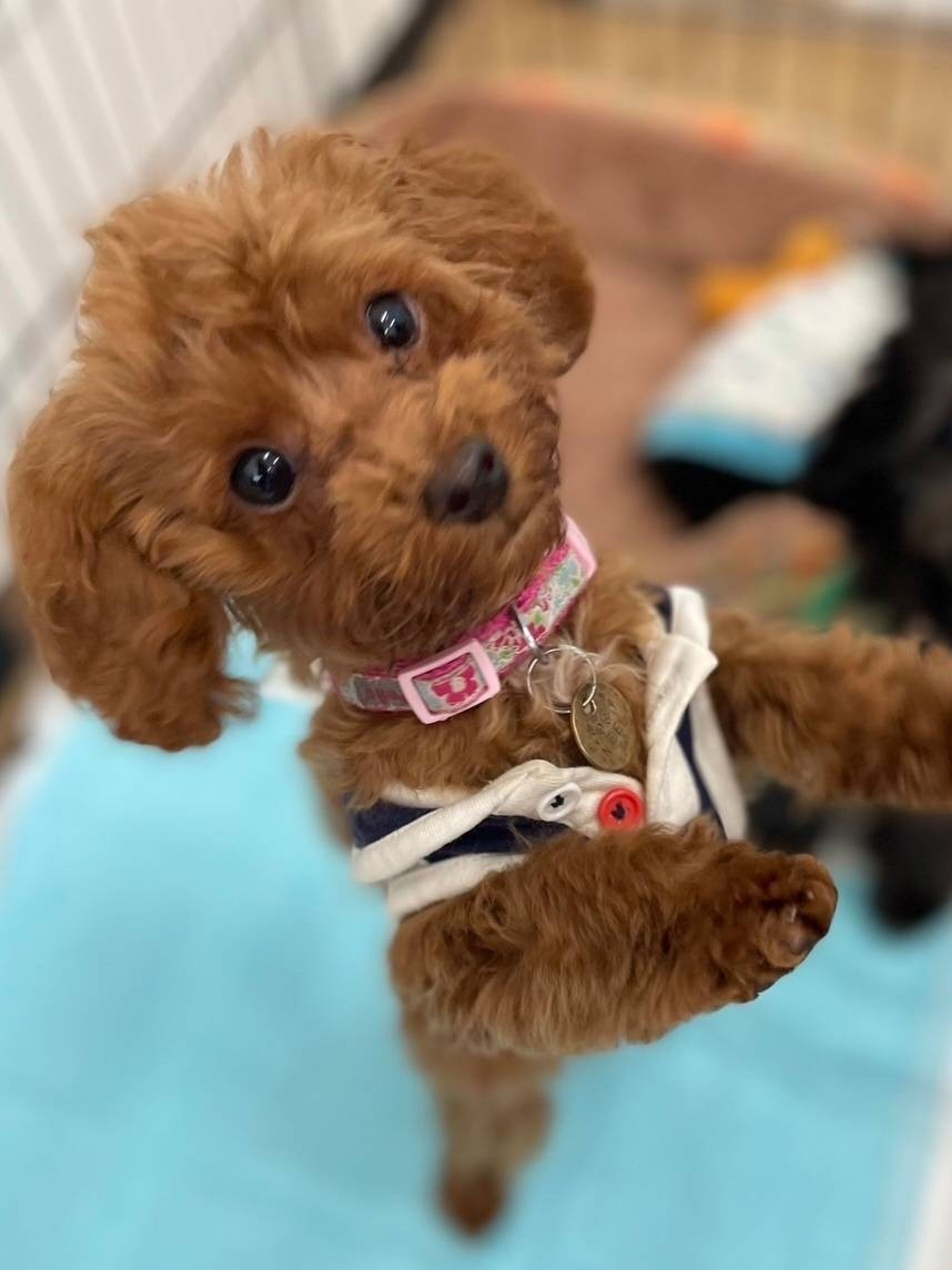 pet-image-3