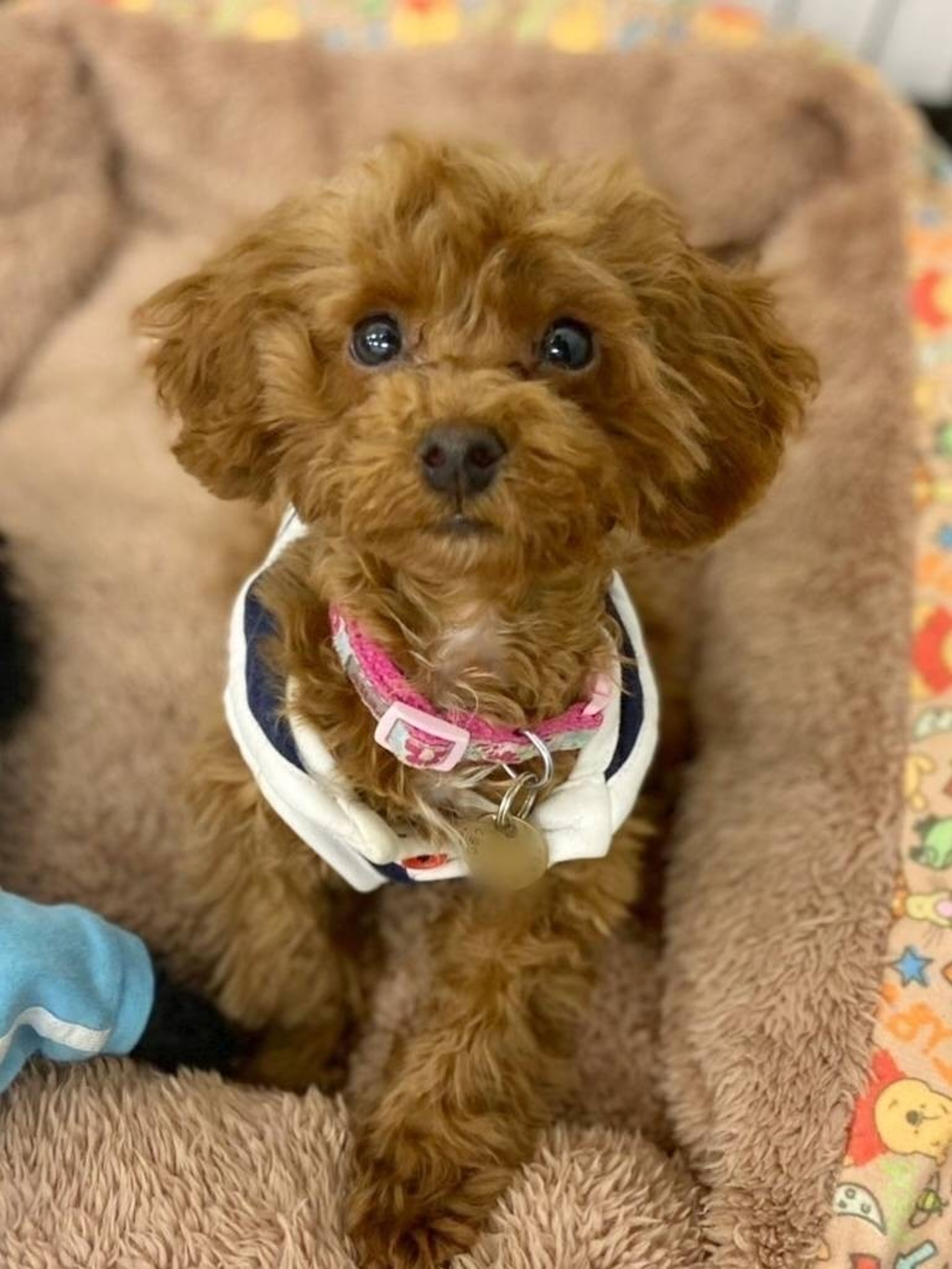 雑種（ミックス犬）・メスの里親募集の写真