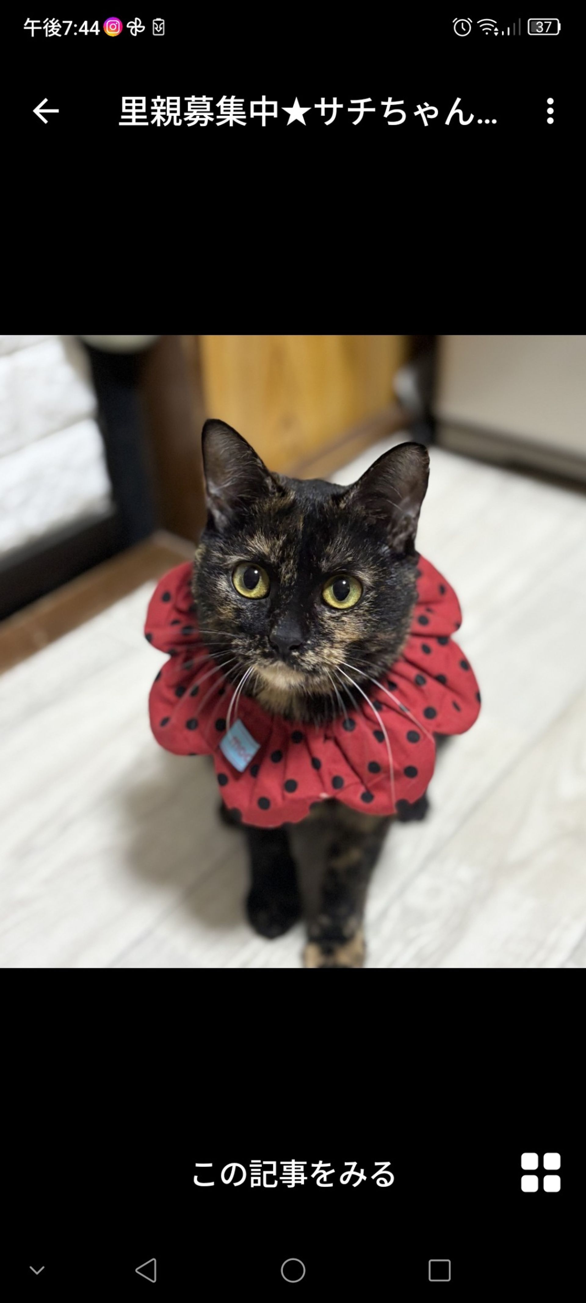 雑種（ミックス猫）・メスの里親募集の写真