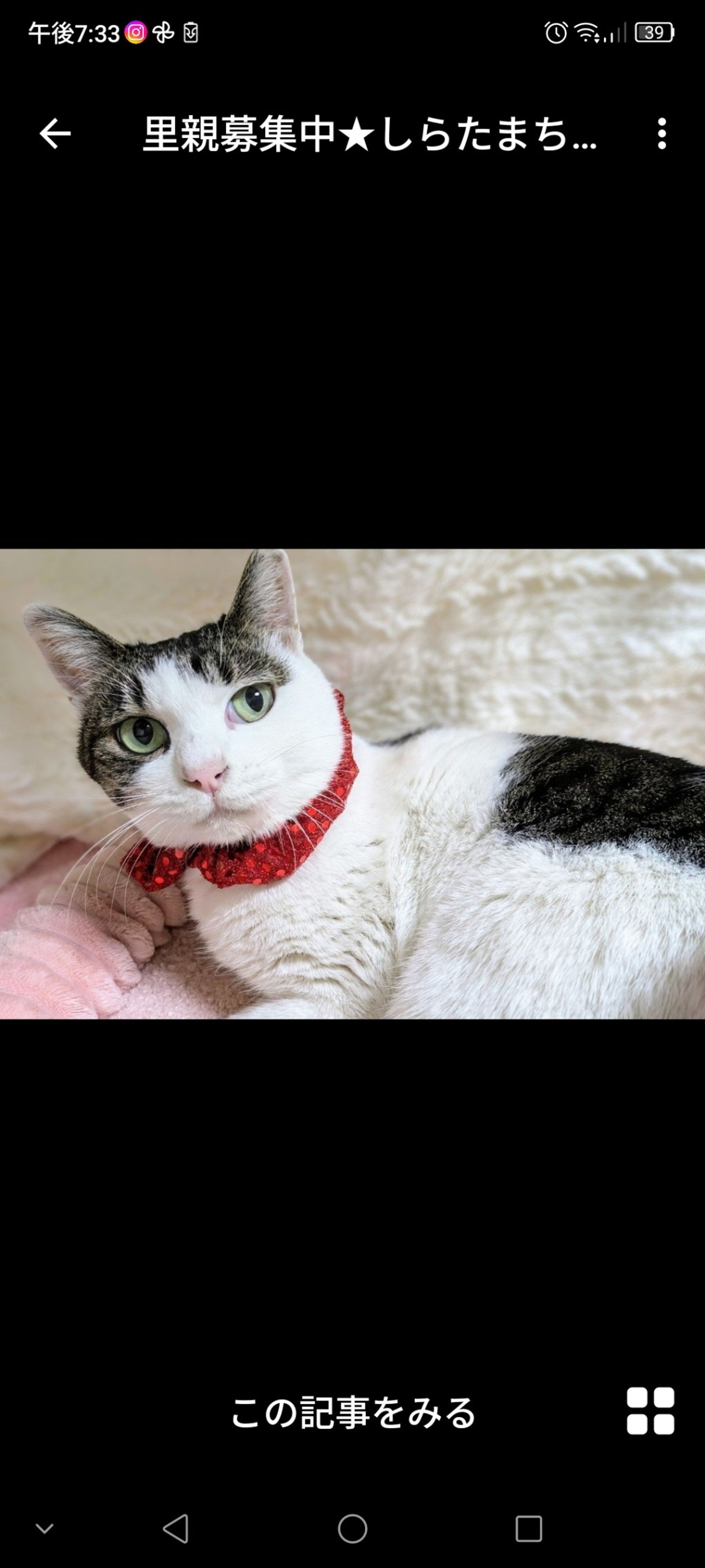 雑種（ミックス猫）・メスの里親募集の写真
