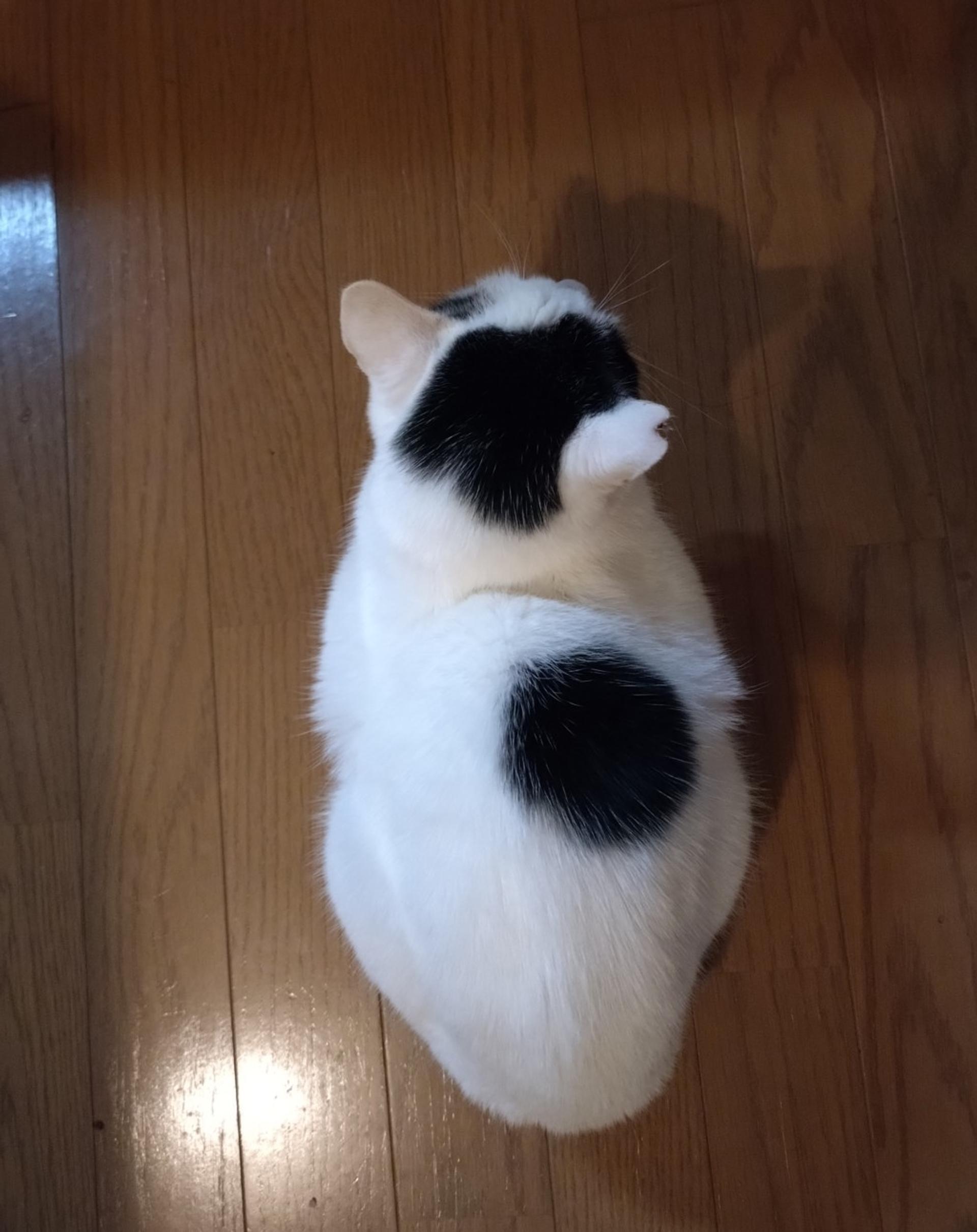 pet-image-3