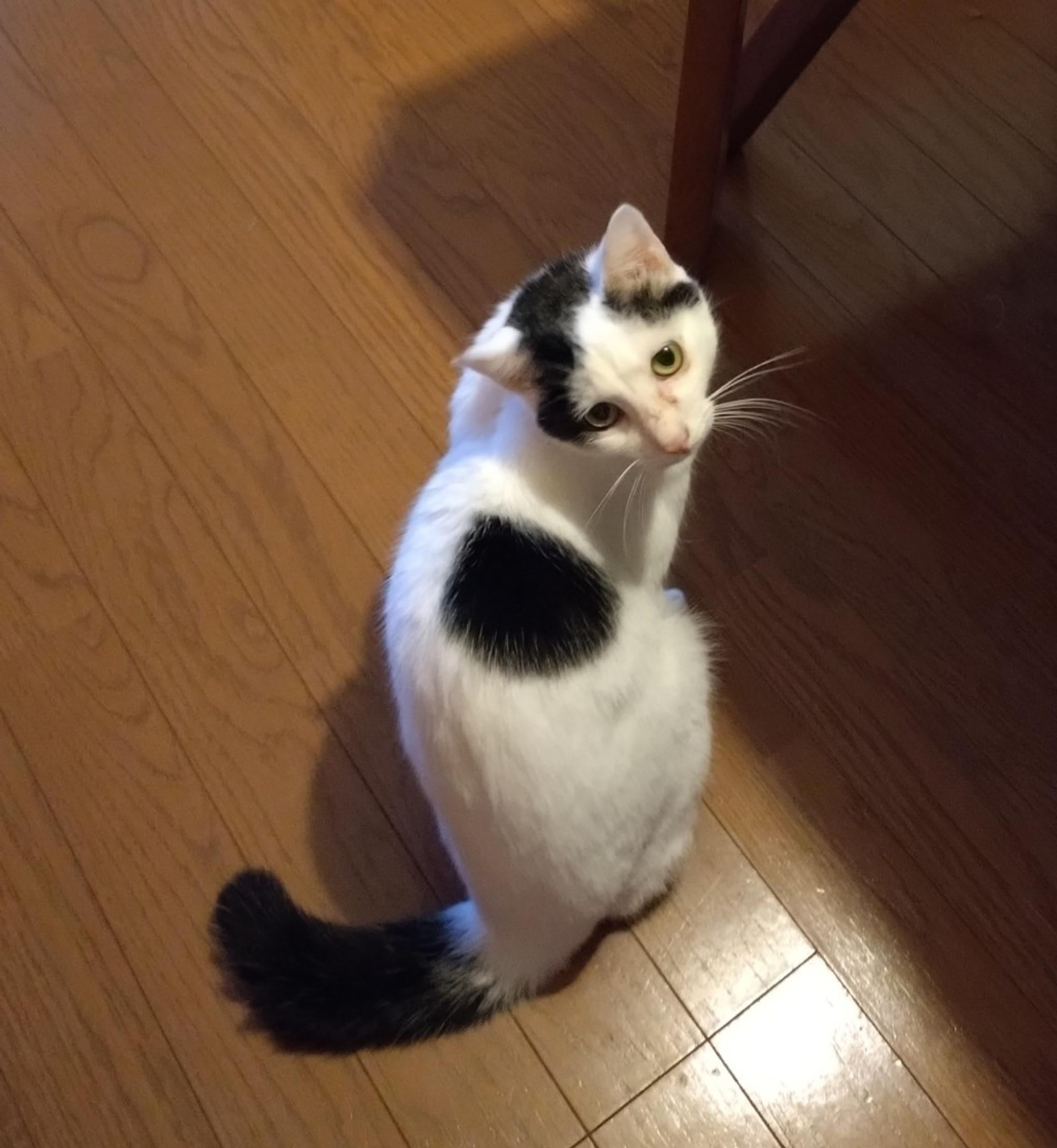 pet-image-4