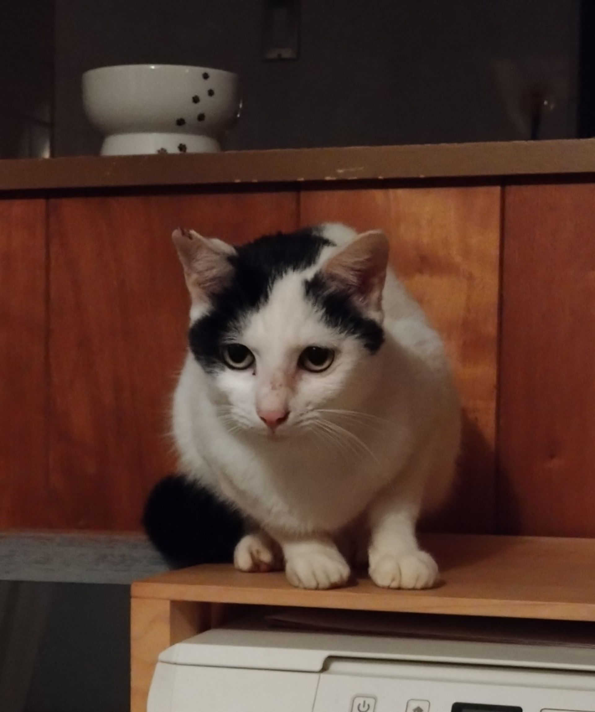 雑種（ミックス猫）・オスの里親募集の写真