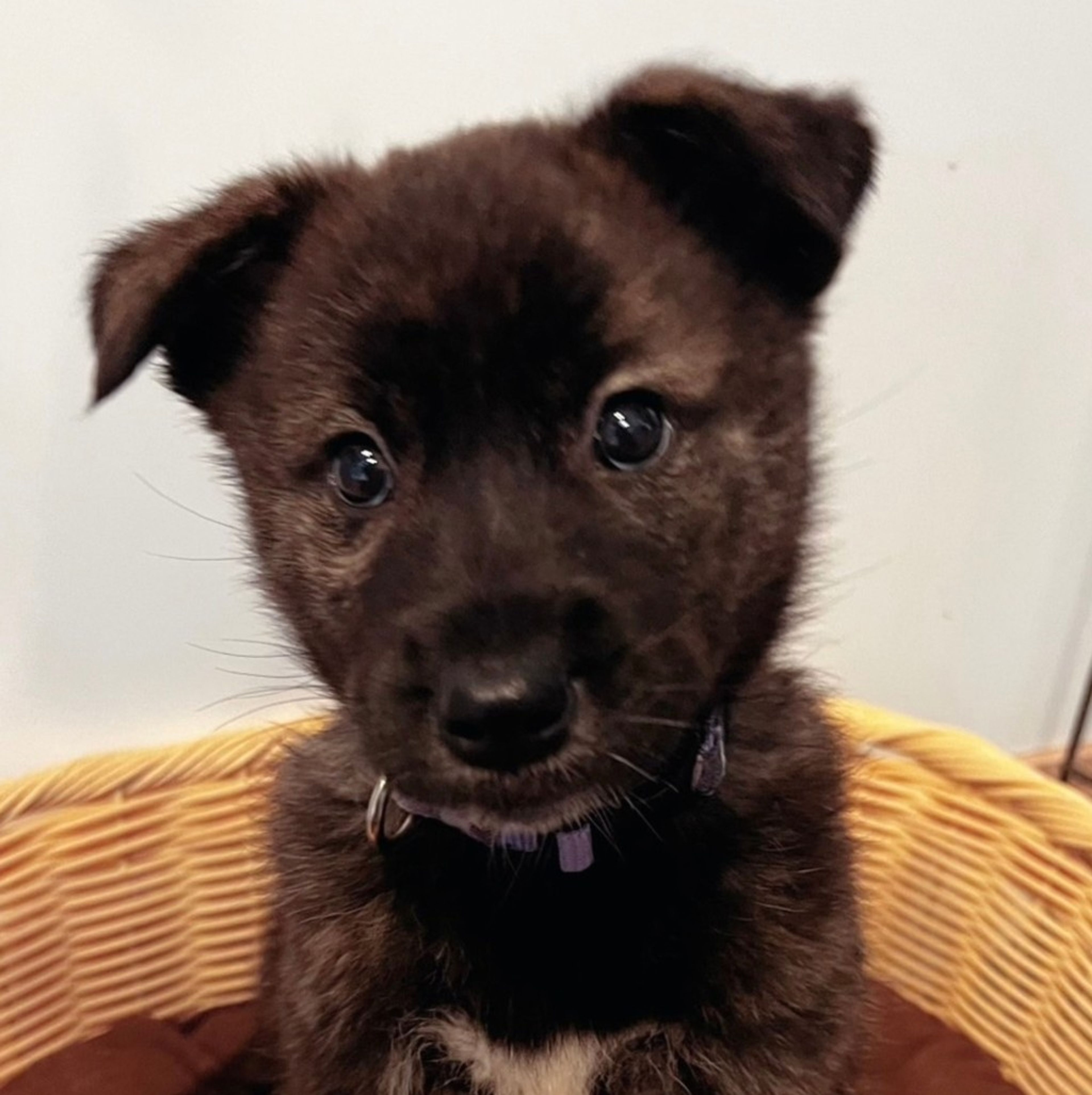雑種（ミックス犬）・オスの里親募集の写真