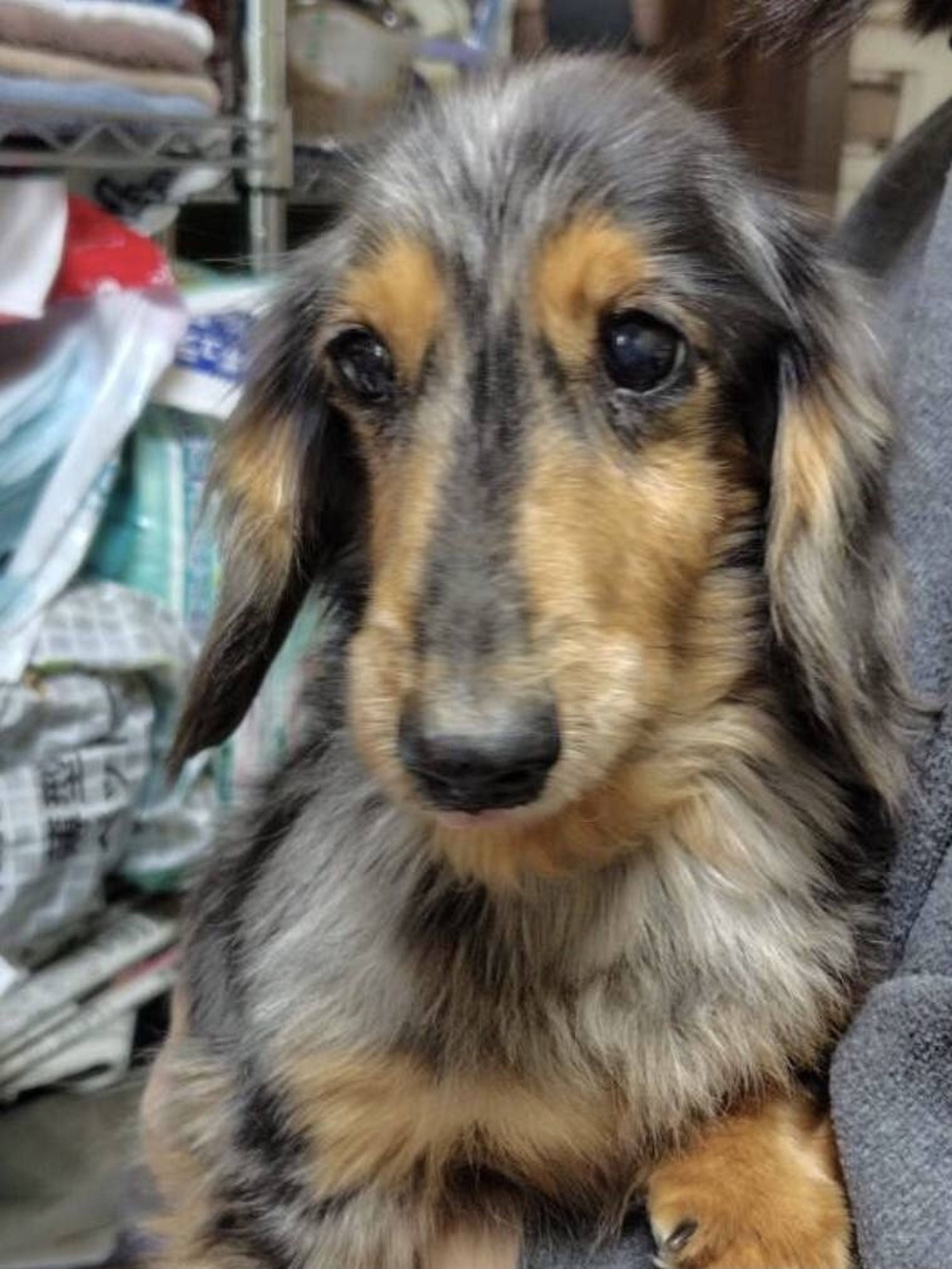 pet-image-2
