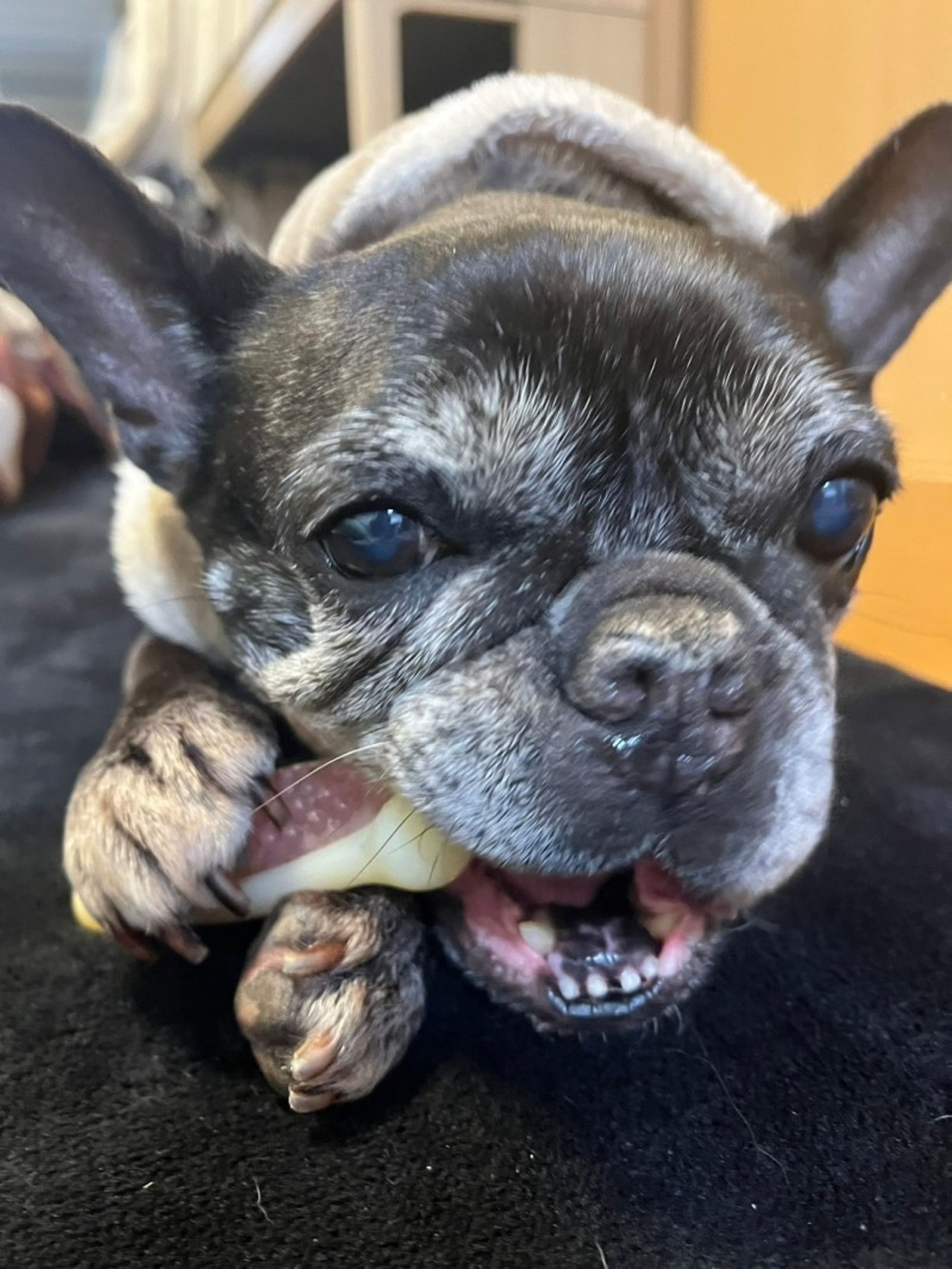 pet-image-4