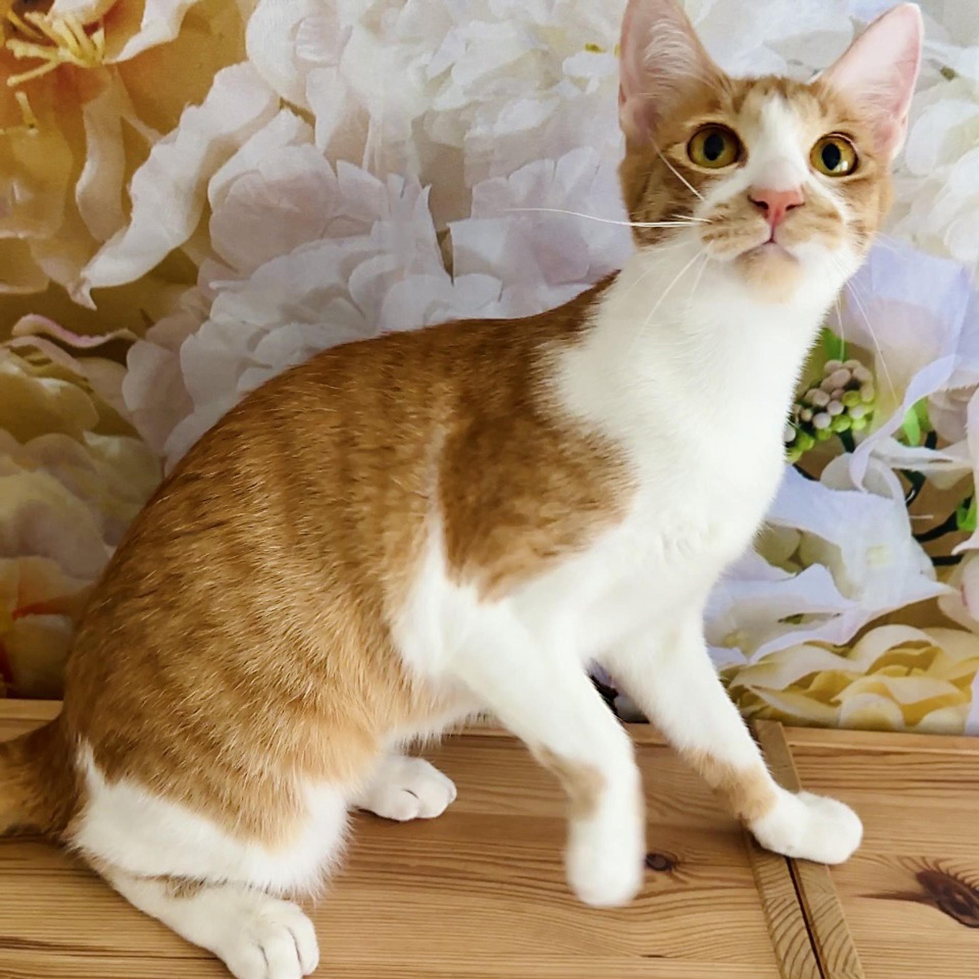 pet-image-9