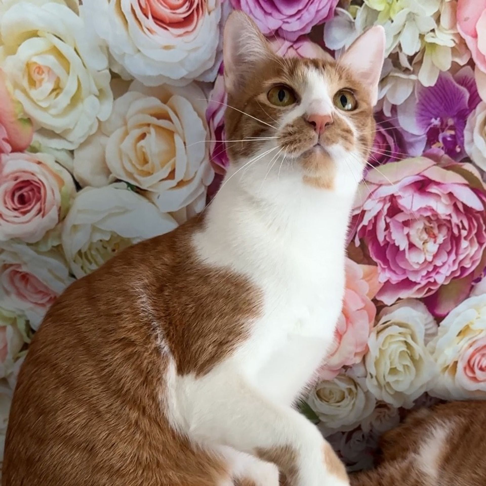 雑種（ミックス猫）・メスの里親募集の写真