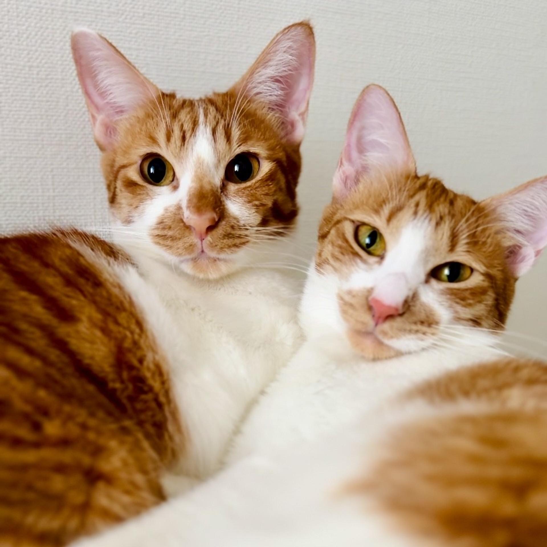 pet-image-5