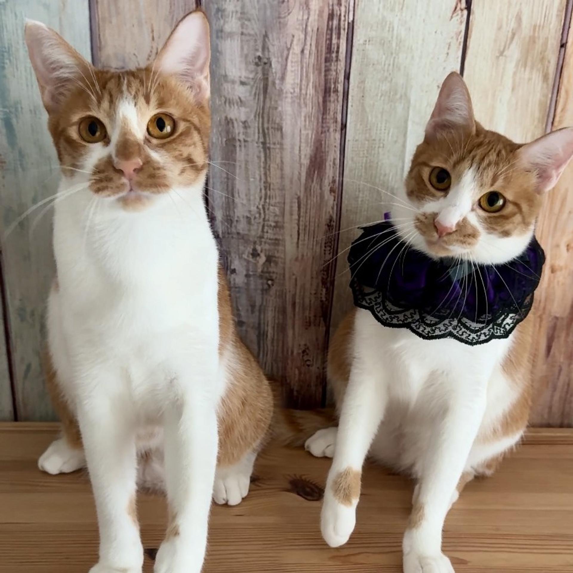pet-image-6
