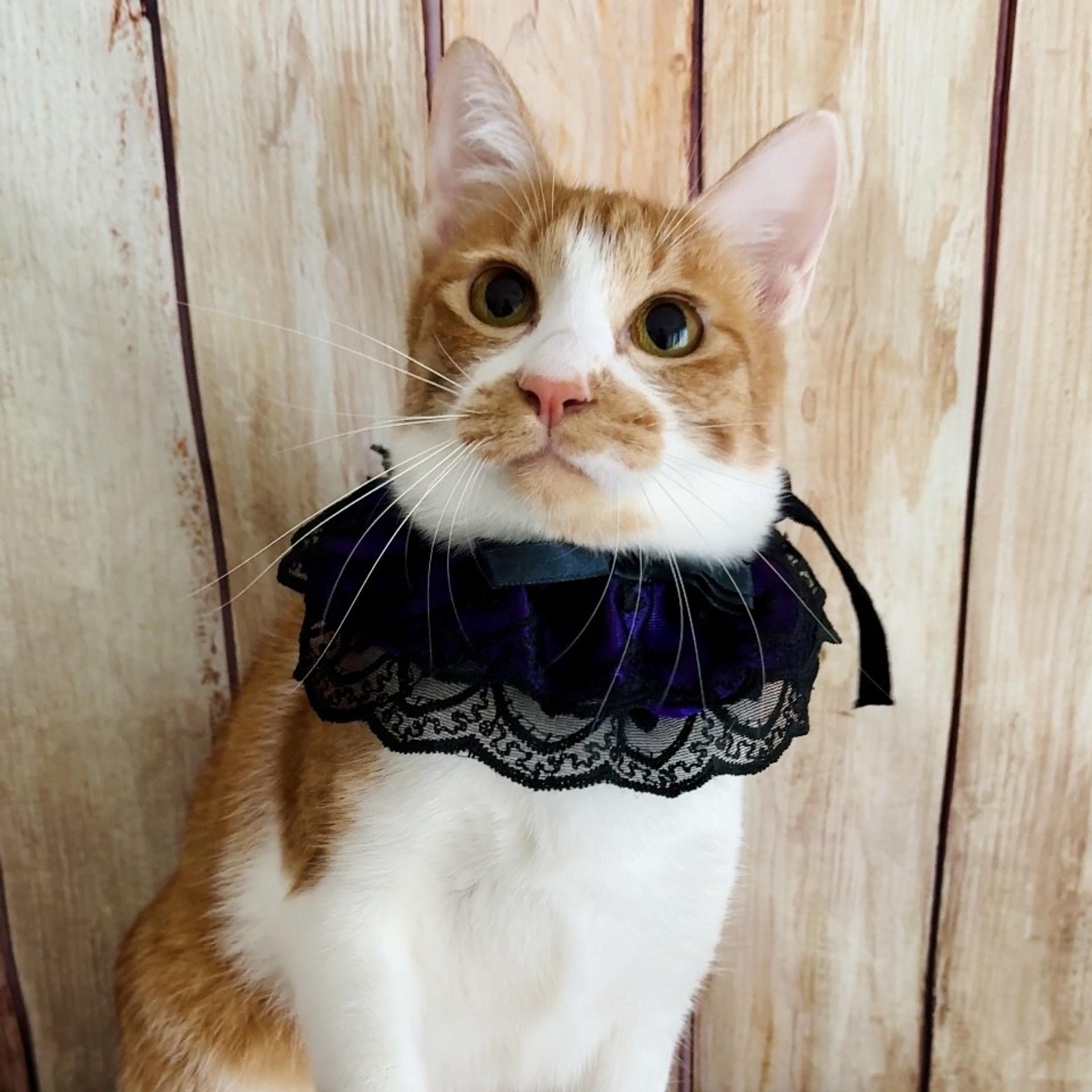 pet-image-7