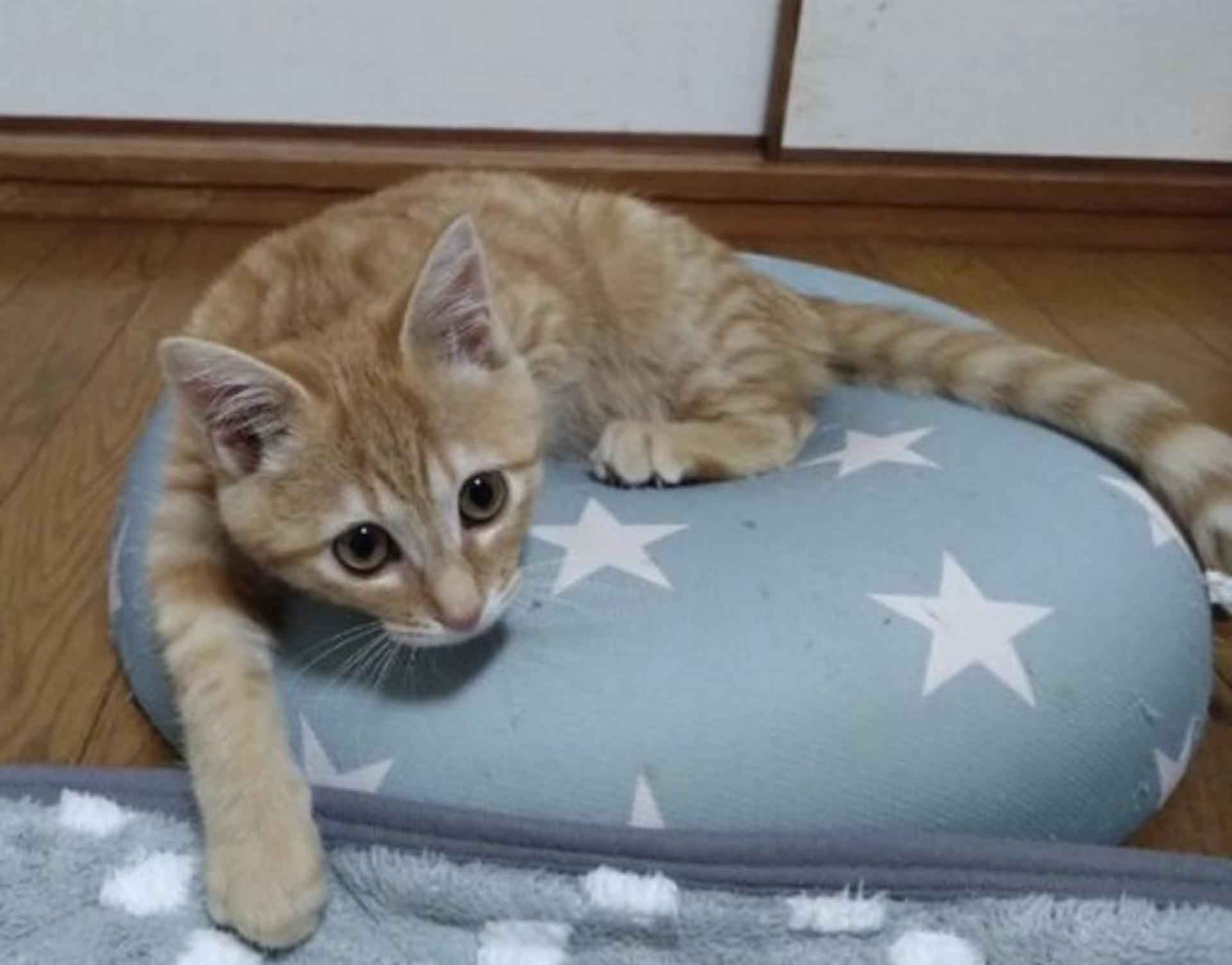 pet-image-4