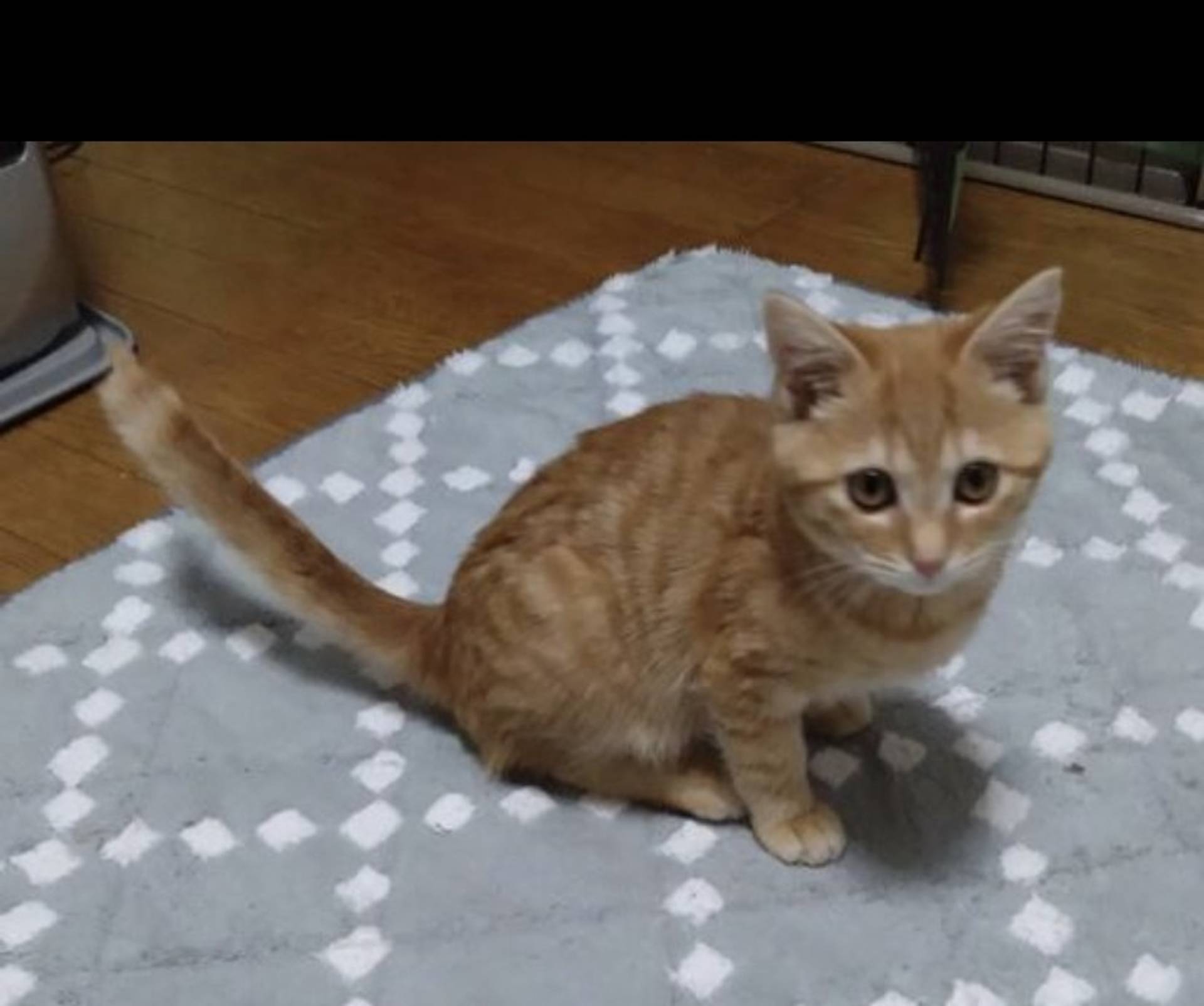 雑種（ミックス猫）・メスの里親募集の写真