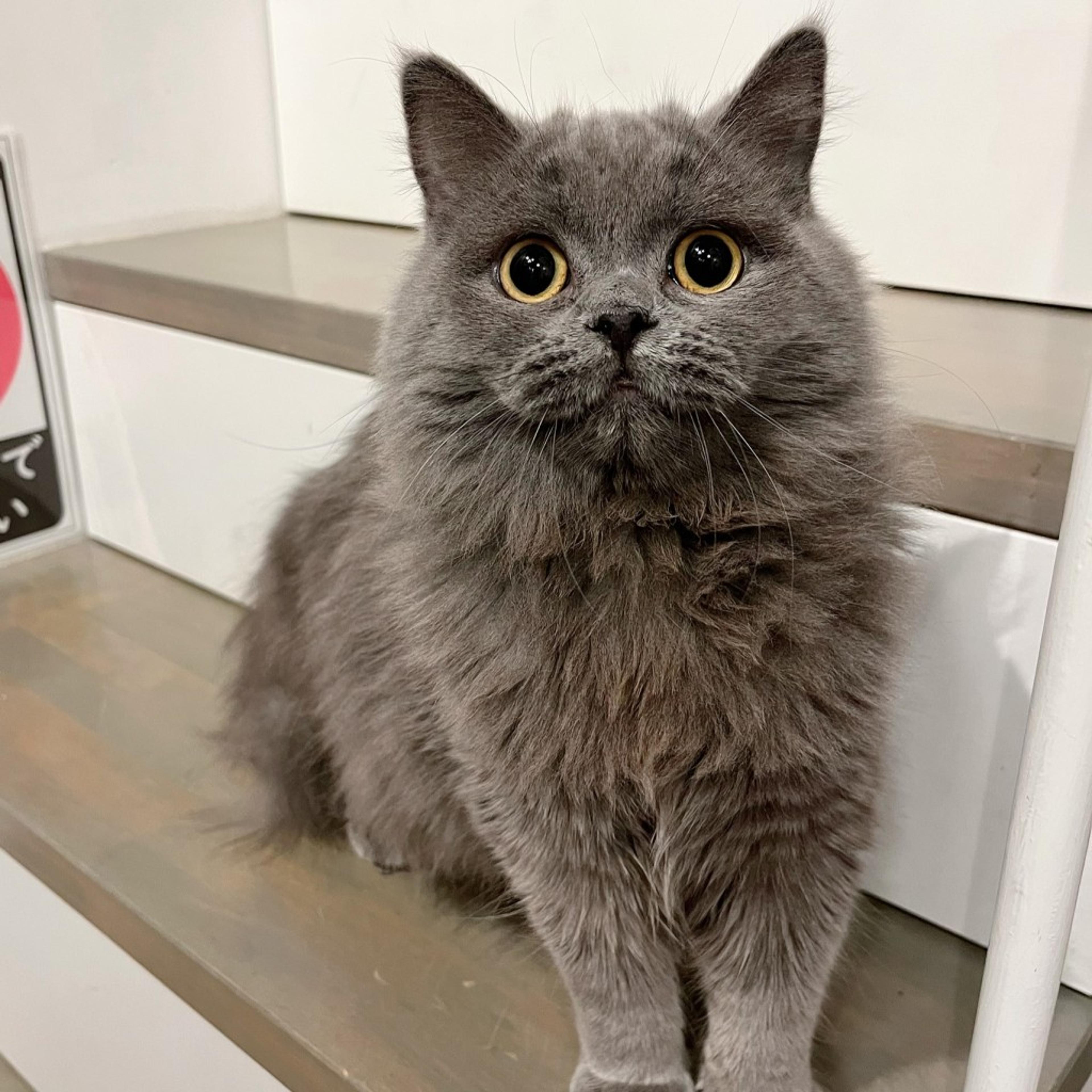 pet-image-3