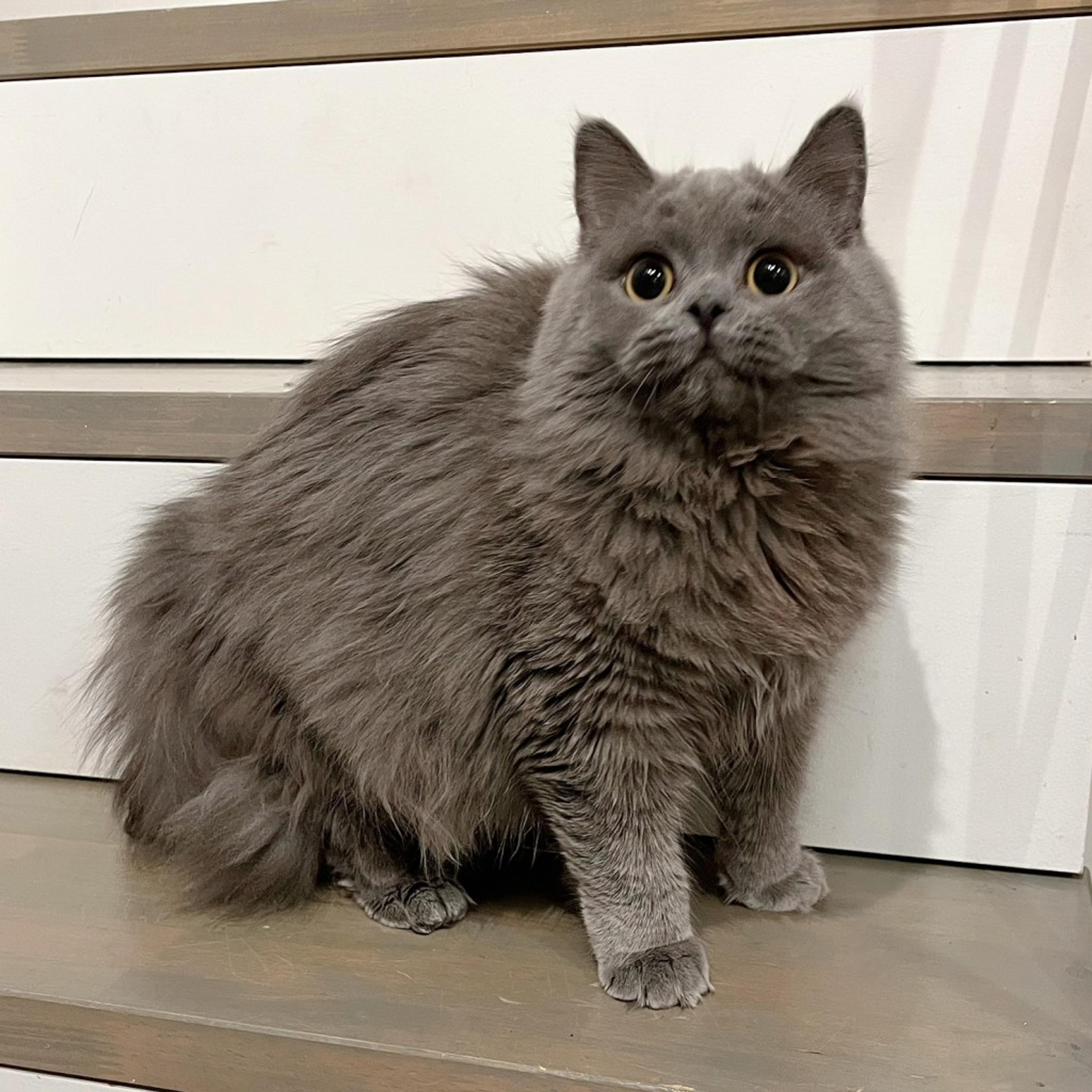 pet-image-4