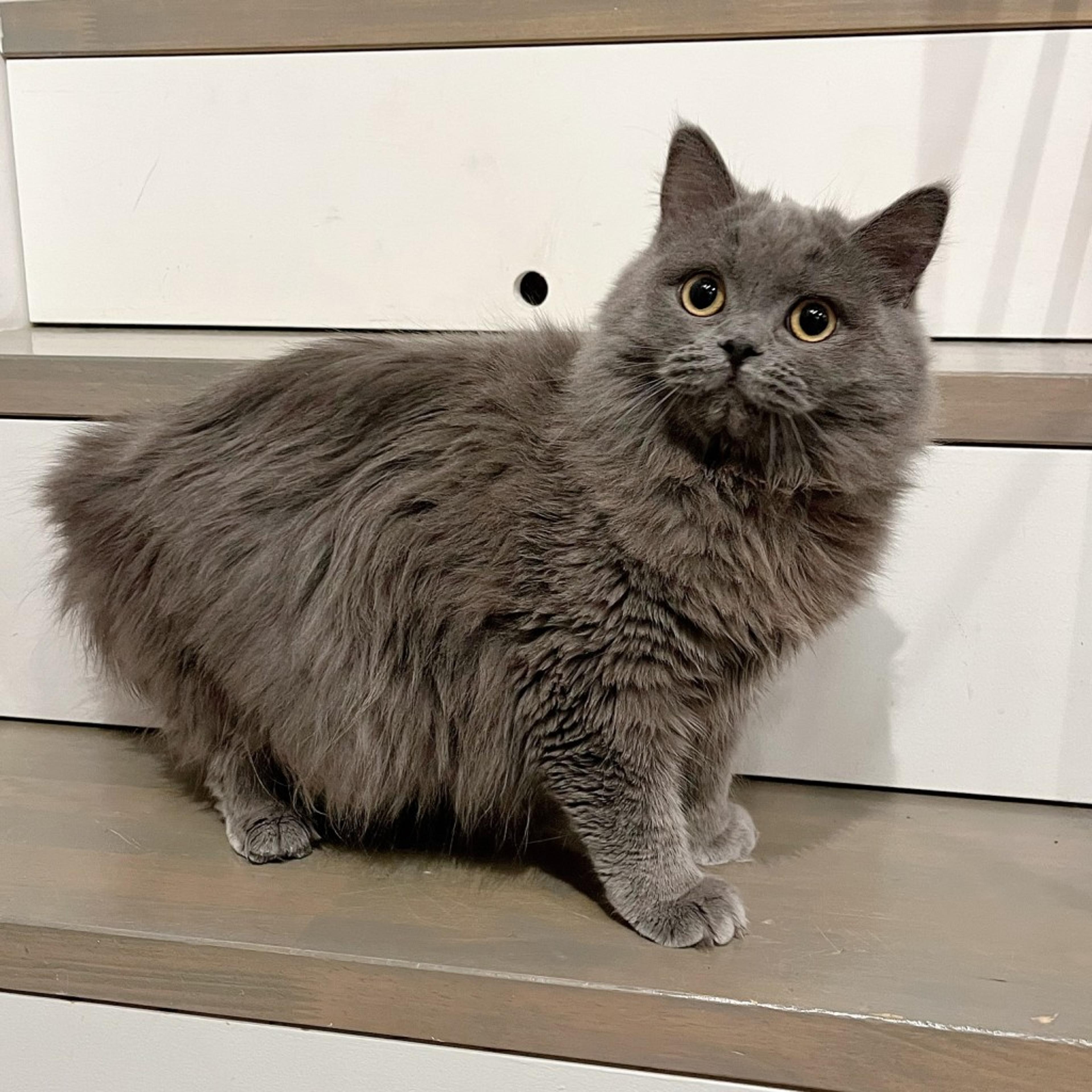 pet-image-5