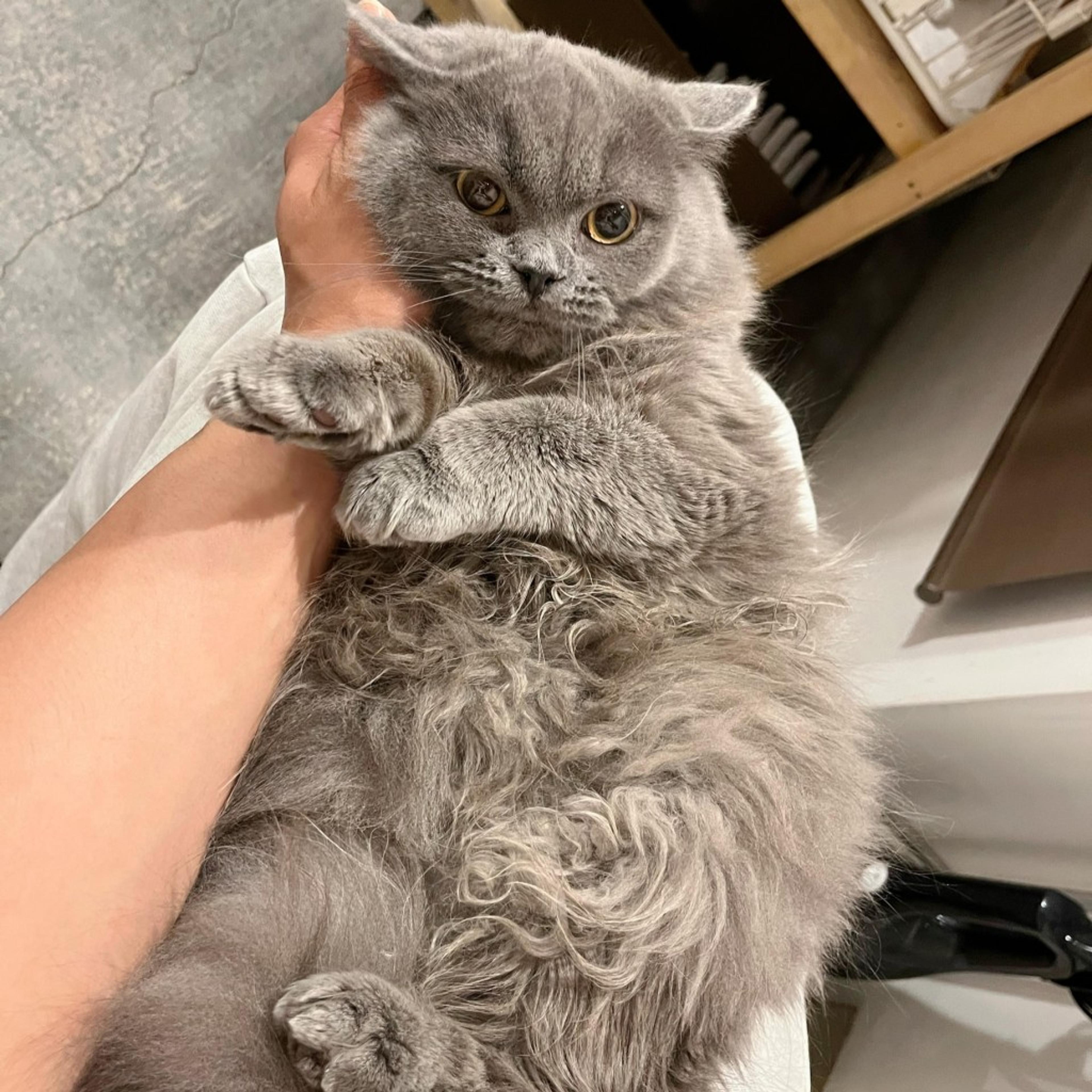 pet-image-7