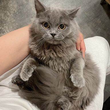 プラム