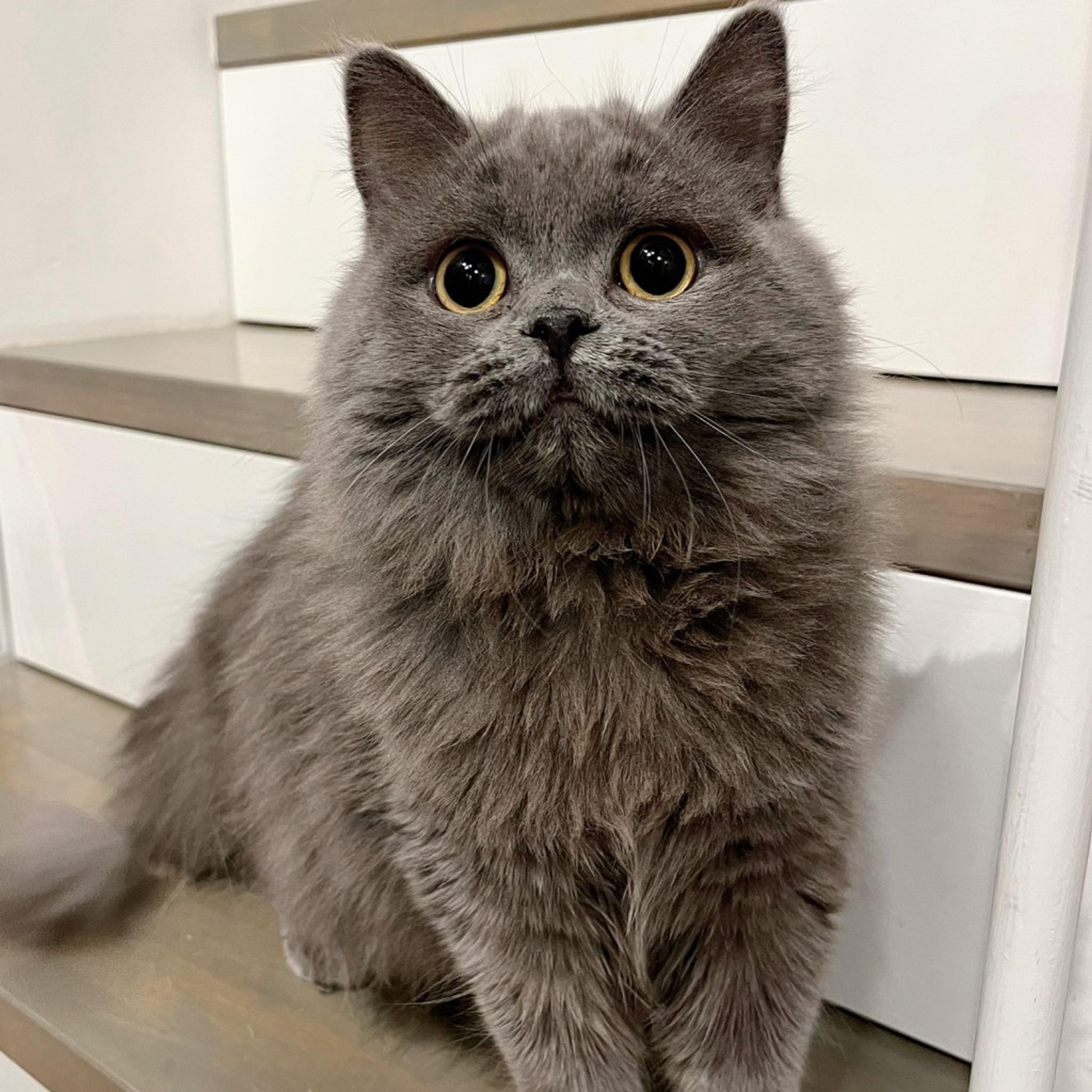 pet-image-2
