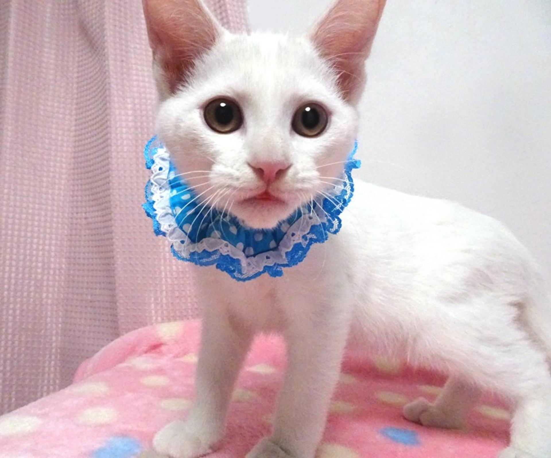 pet-image-4