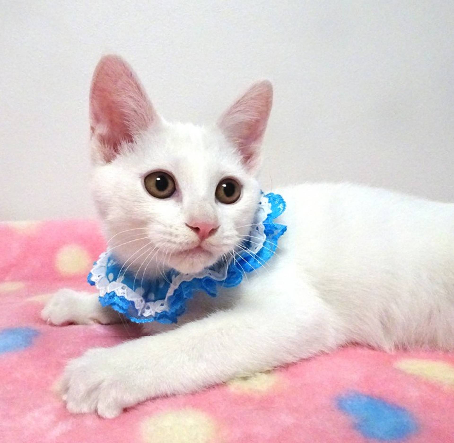雑種（ミックス猫）・オスの里親募集の写真