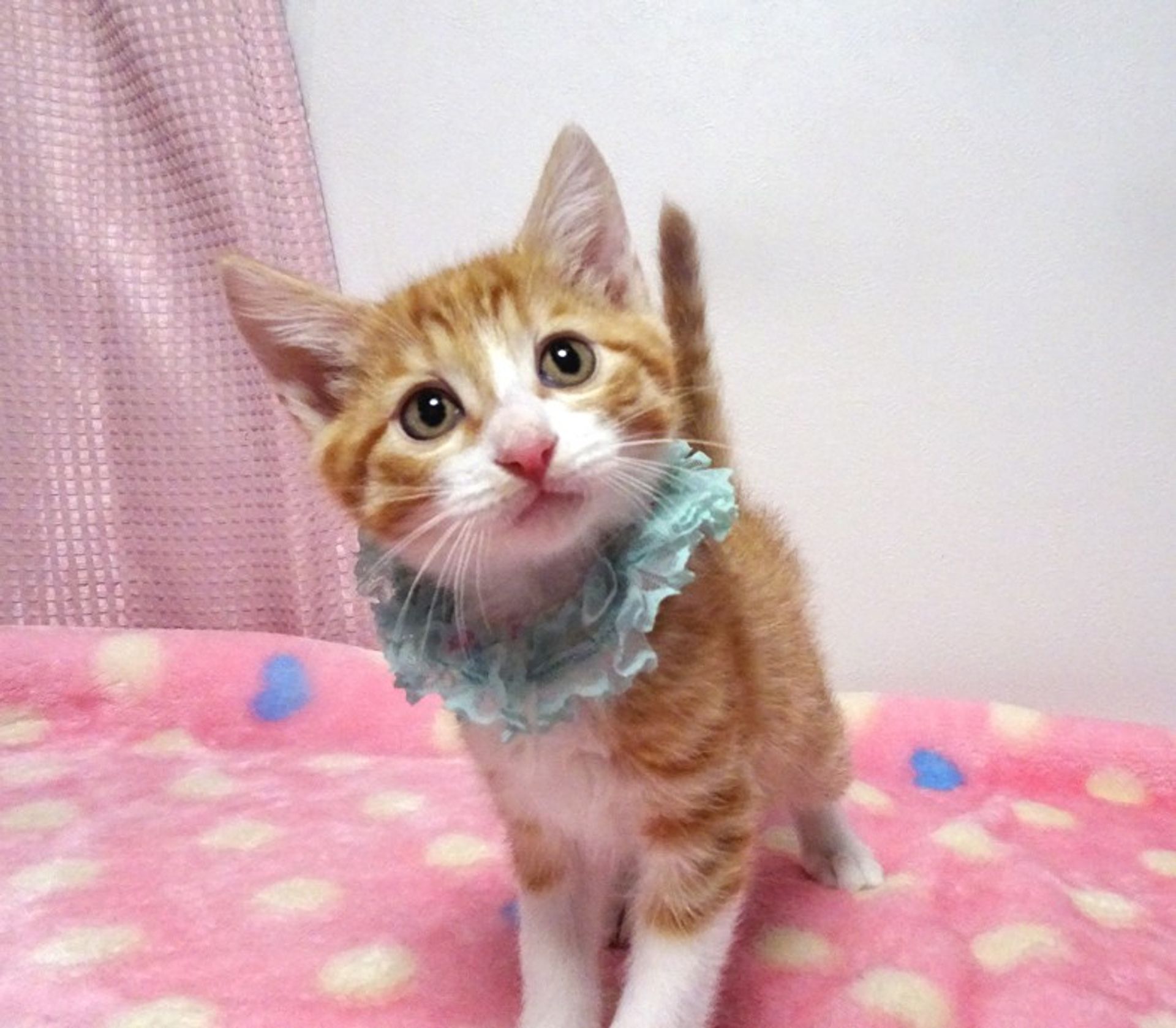雑種（ミックス猫）・オスの里親募集の写真