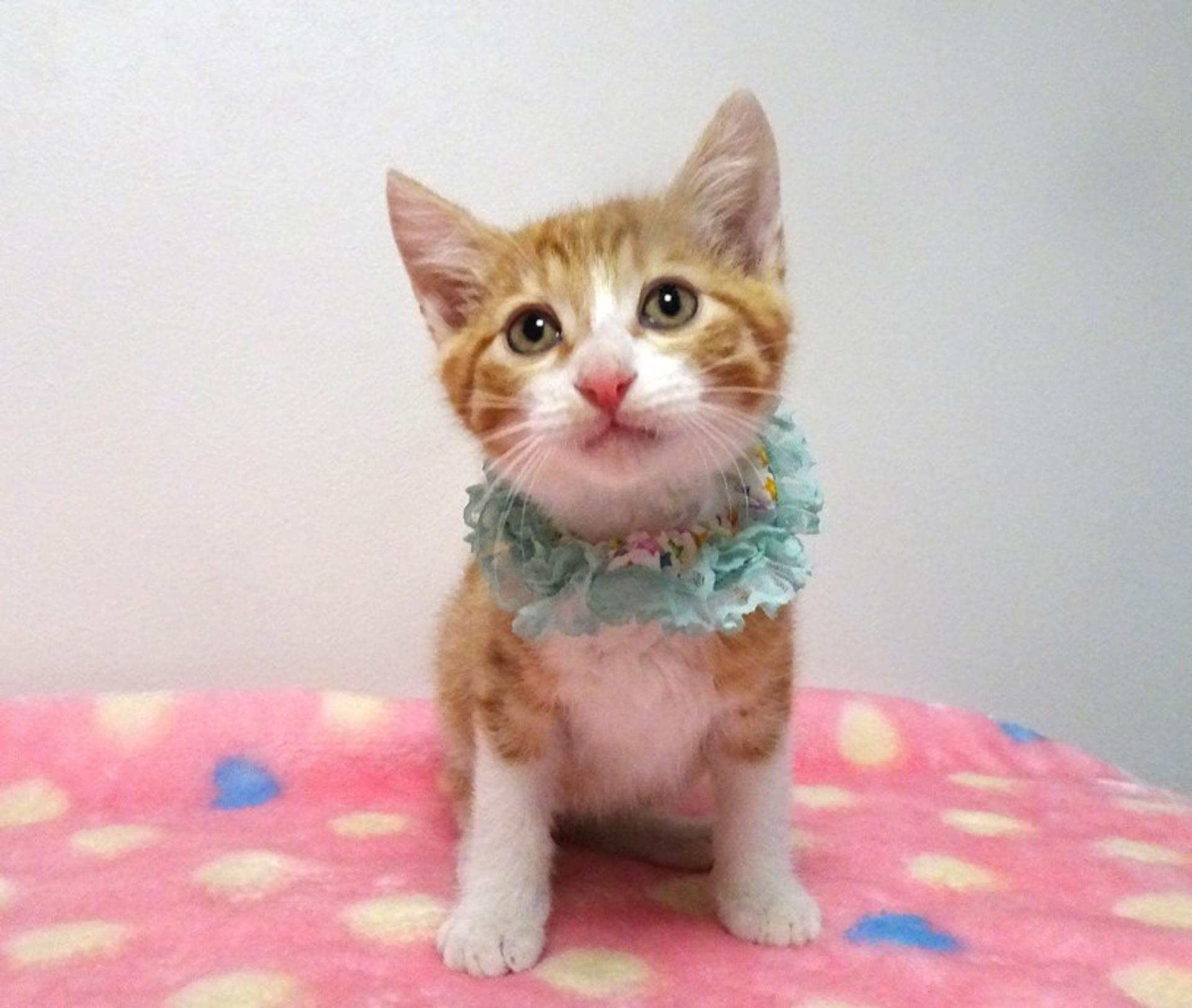 pet-image-2