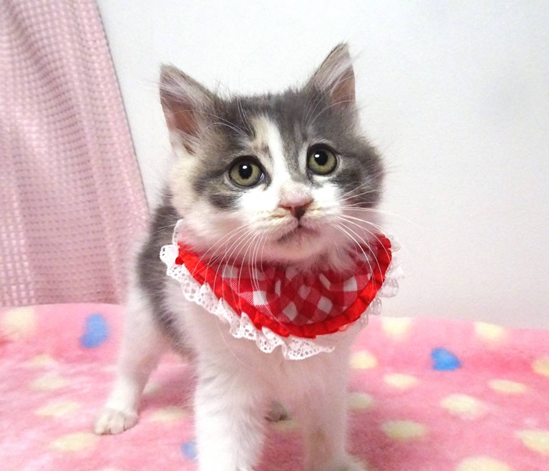 雑種（ミックス猫）・メスの里親募集の写真
