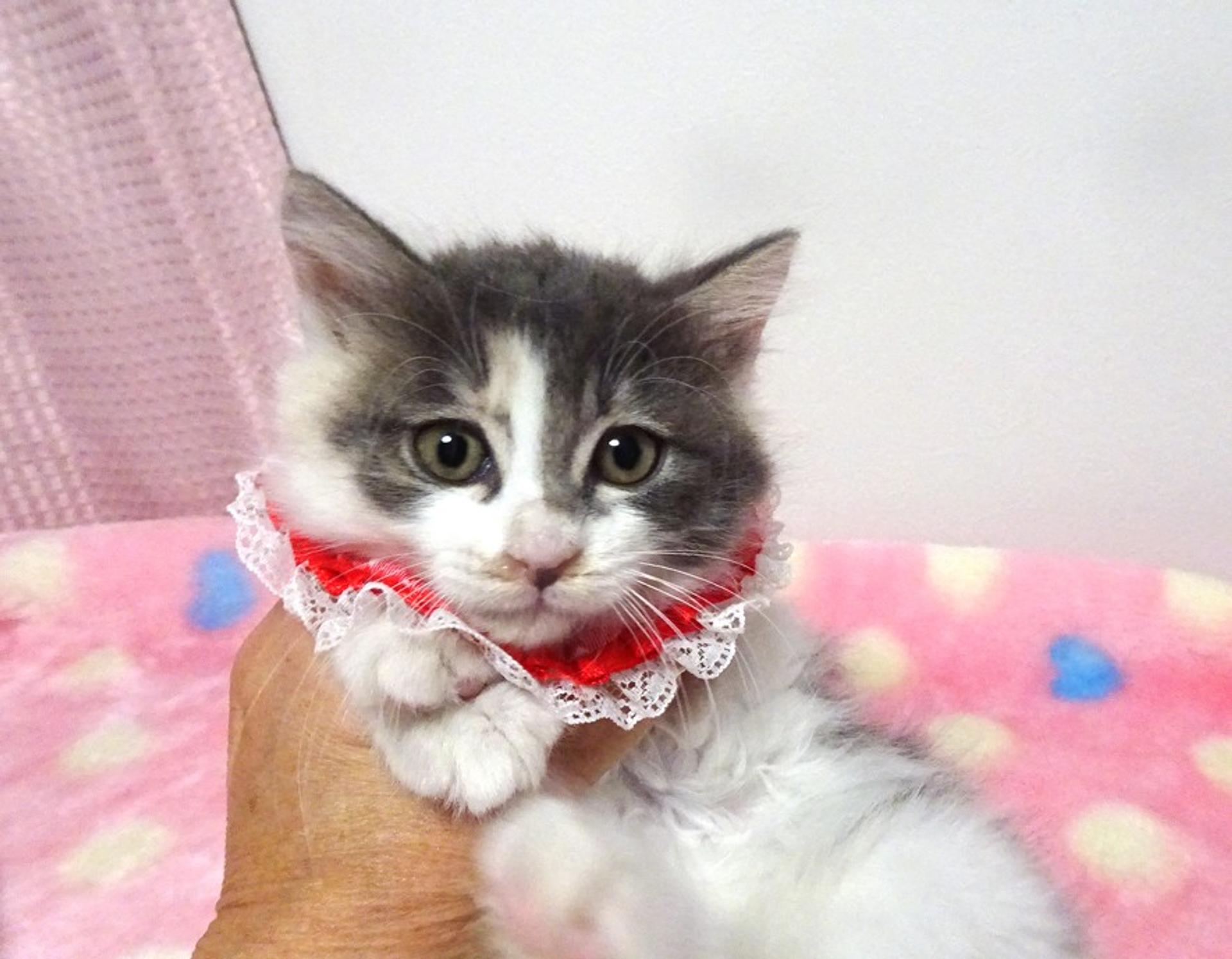 pet-image-2