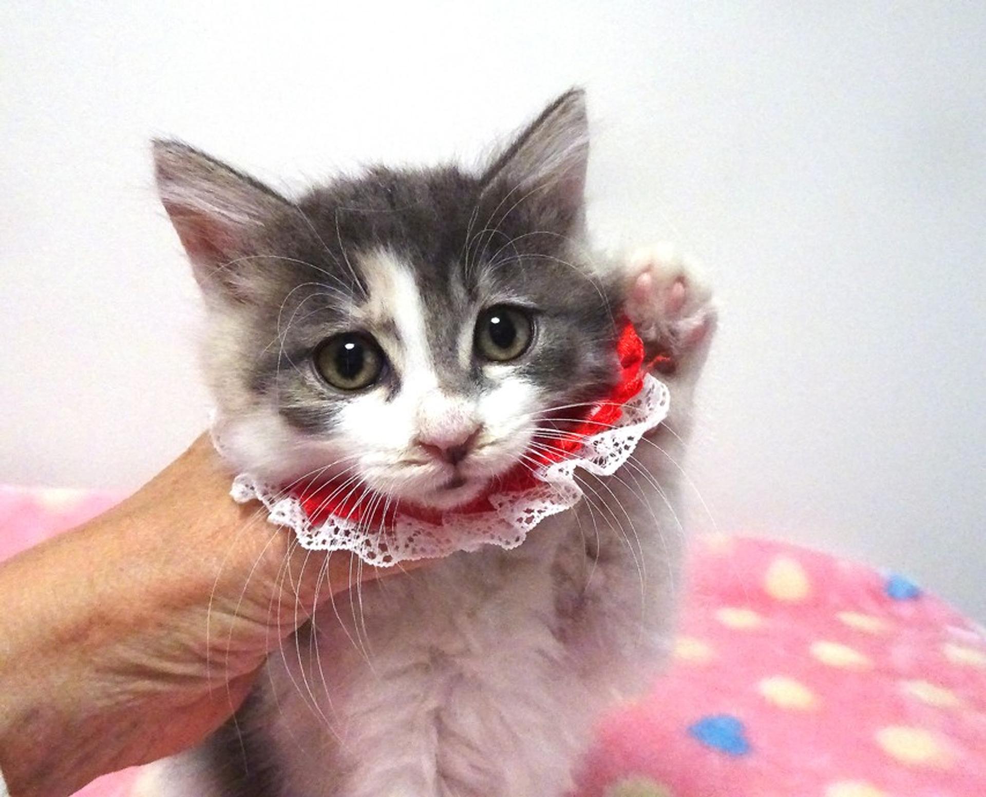pet-image-3