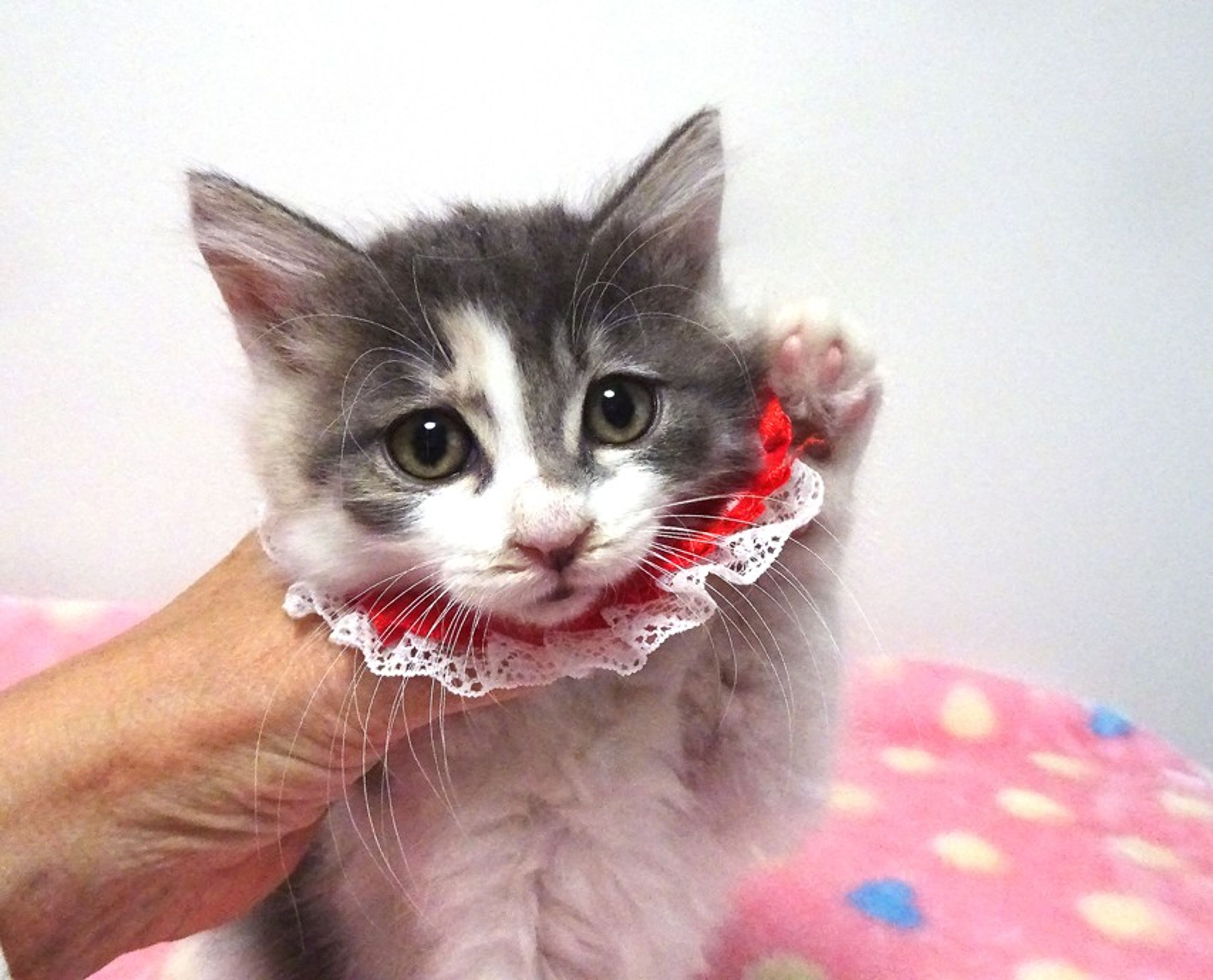 pet-image-3