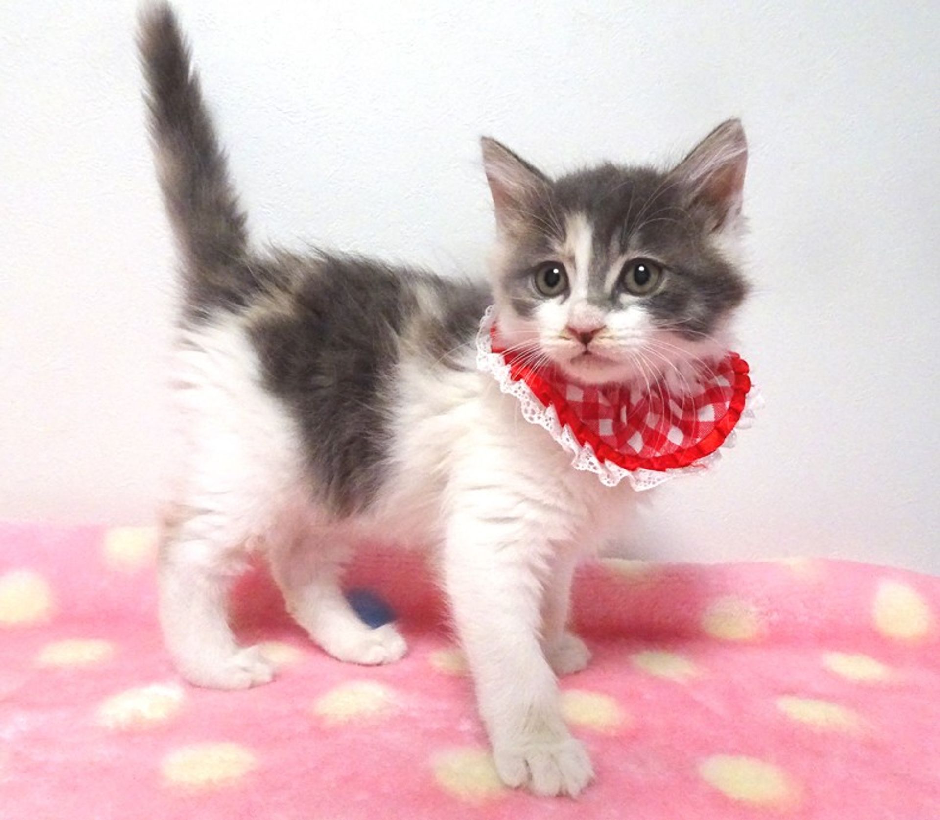 thumbnail-4