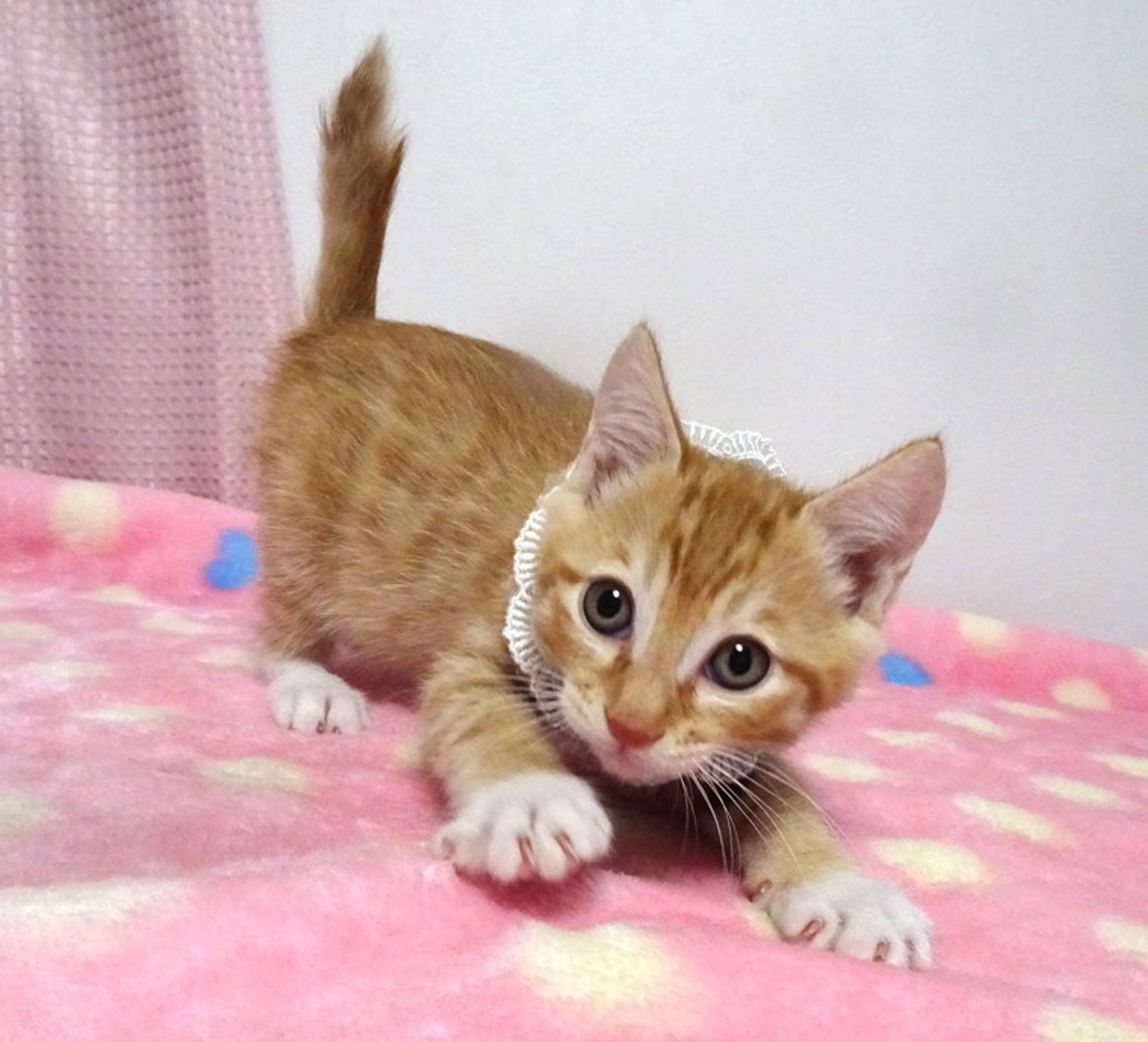 雑種（ミックス猫）・オスの里親募集の写真