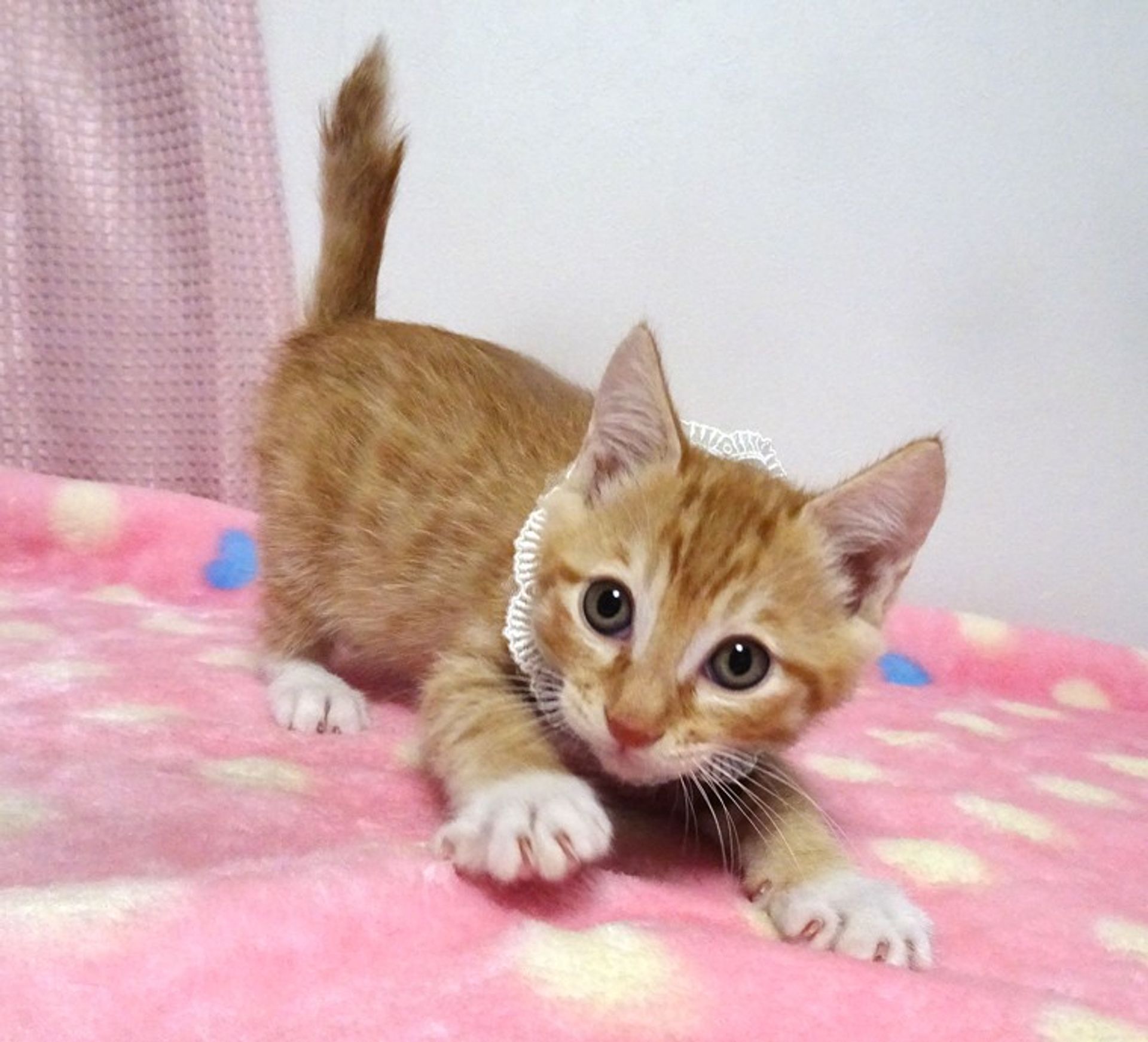 雑種（ミックス猫）・オスの里親募集の写真