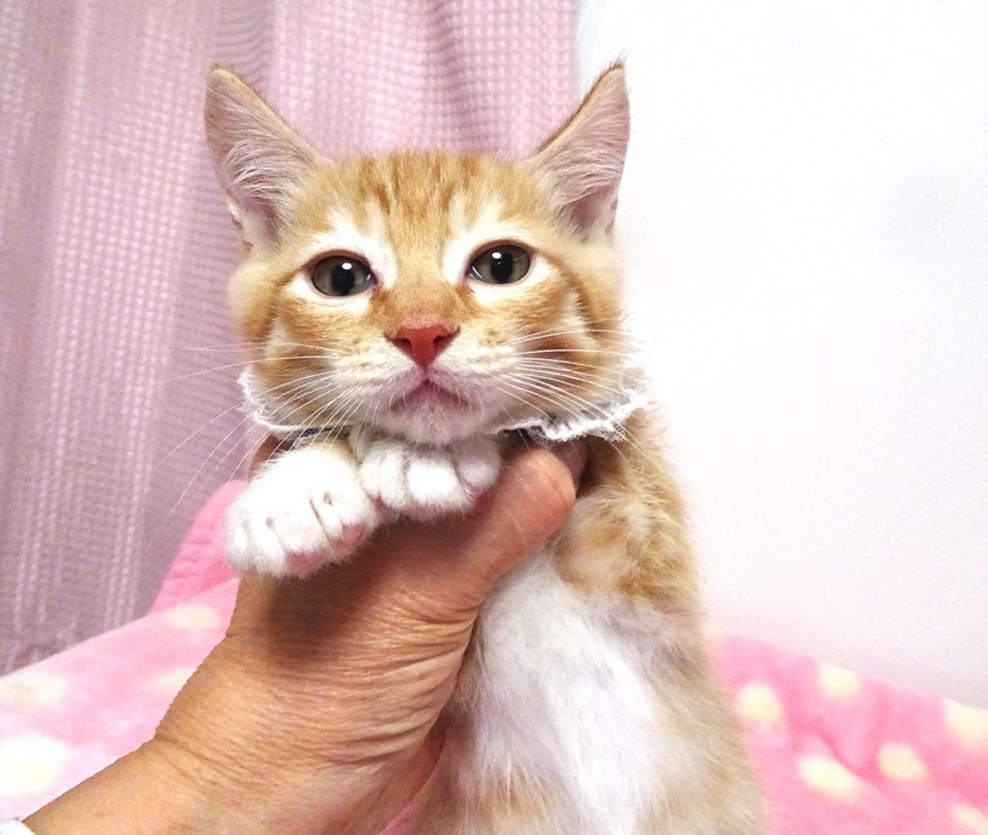 pet-image-2