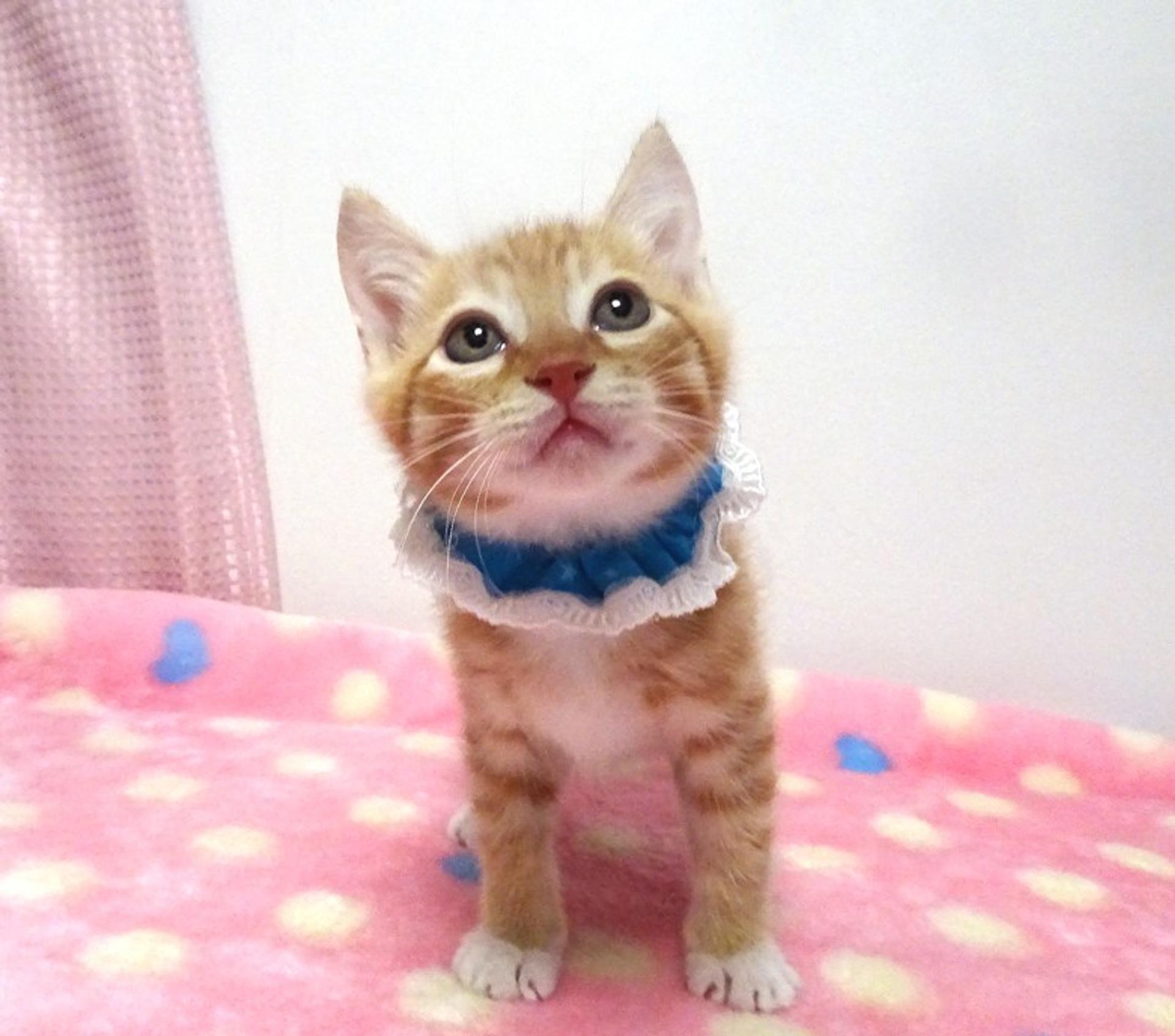 pet-image-3