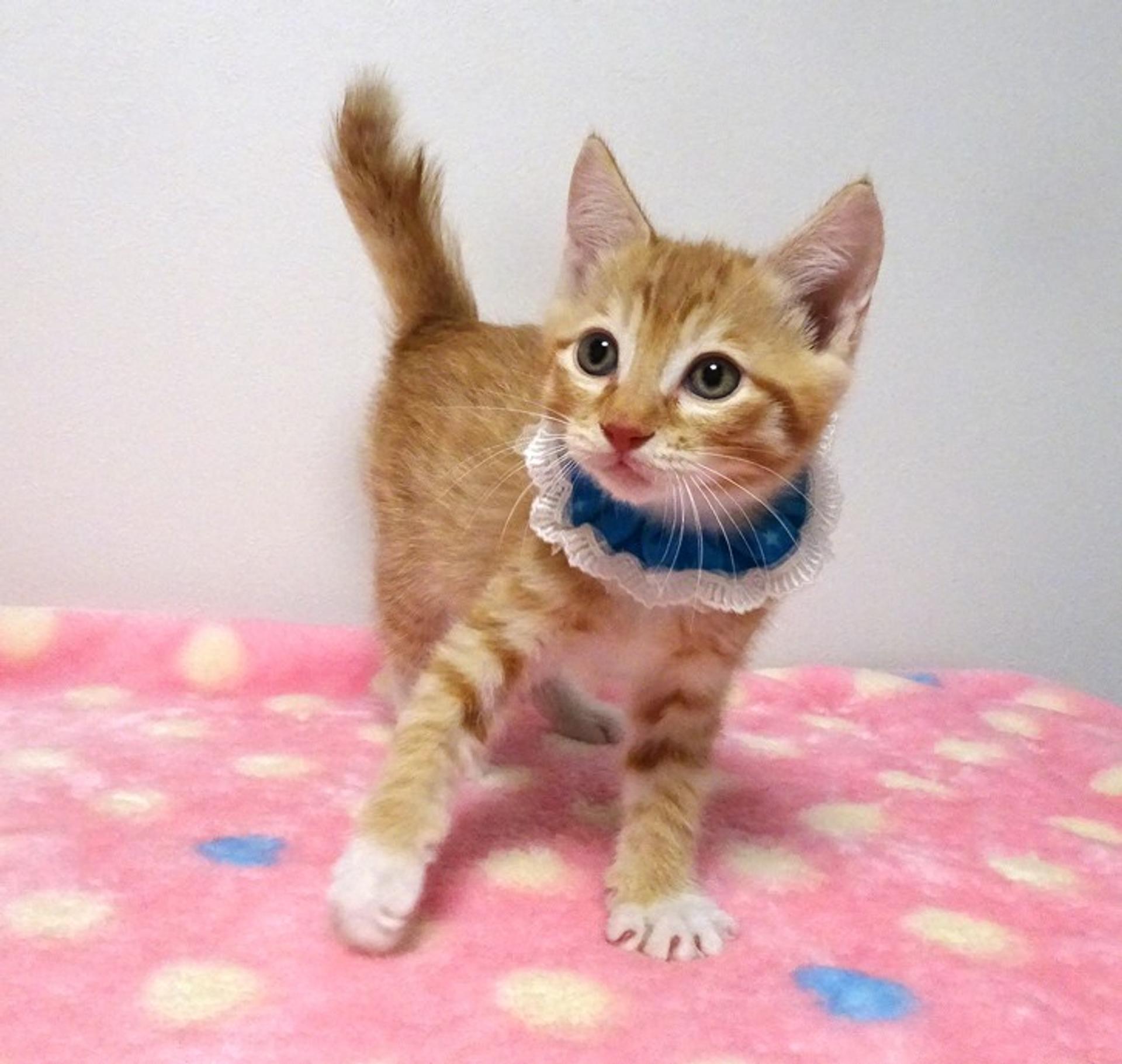 pet-image-5