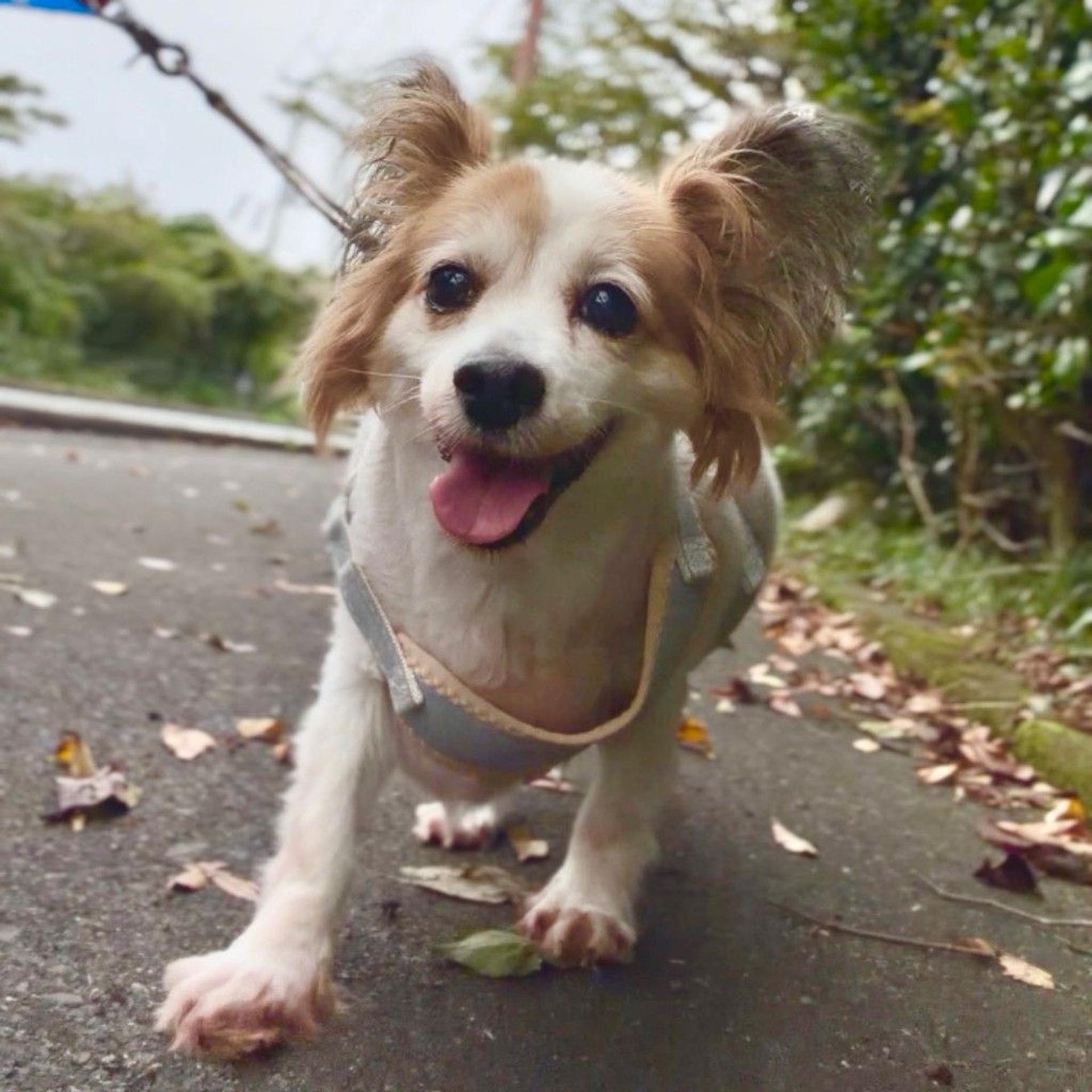 pet-image-2