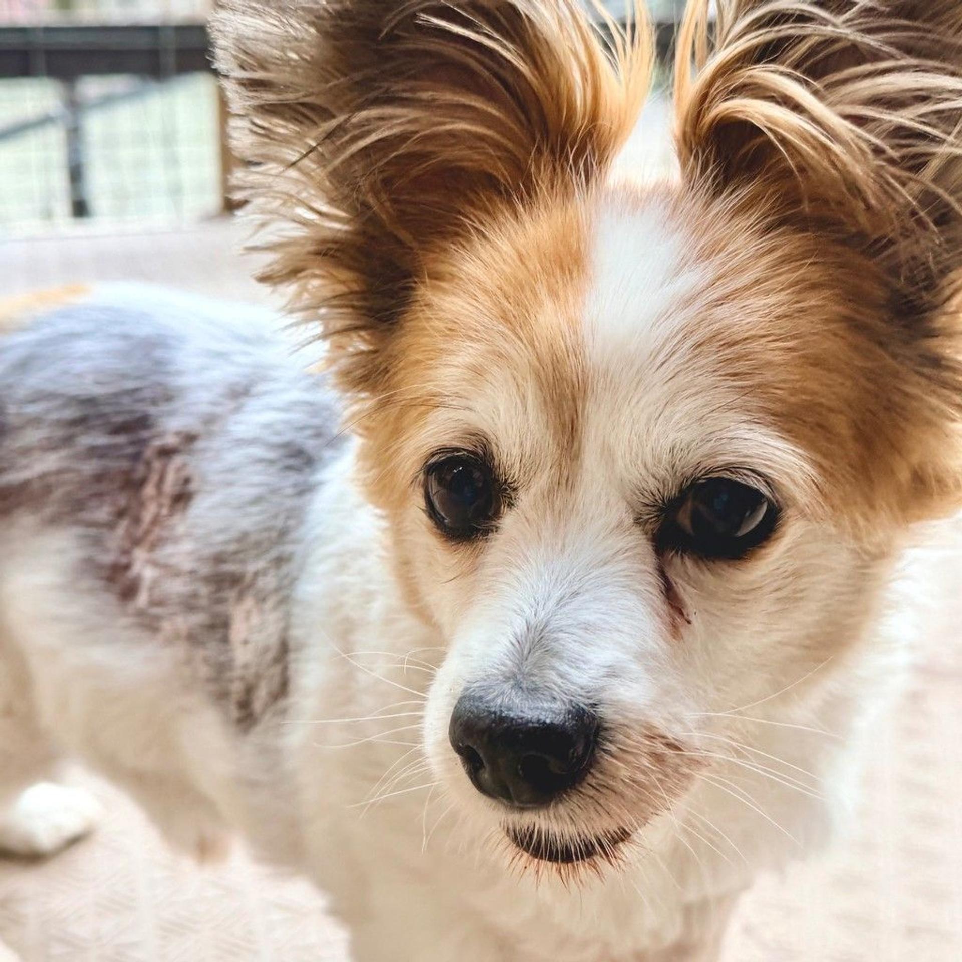pet-image-5