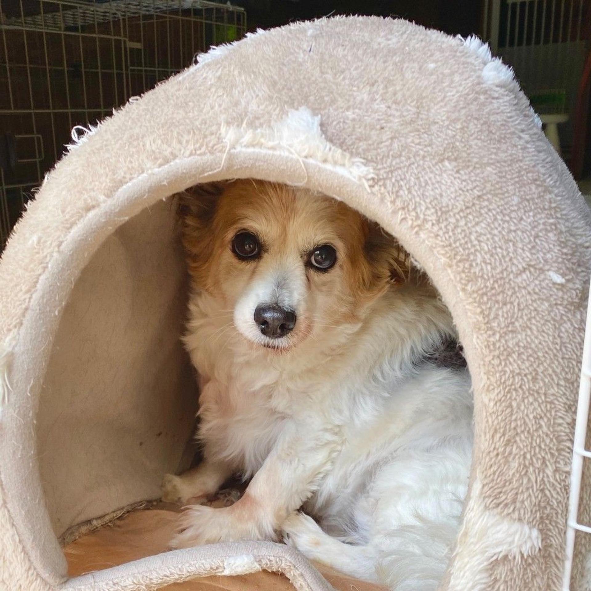 pet-image-6