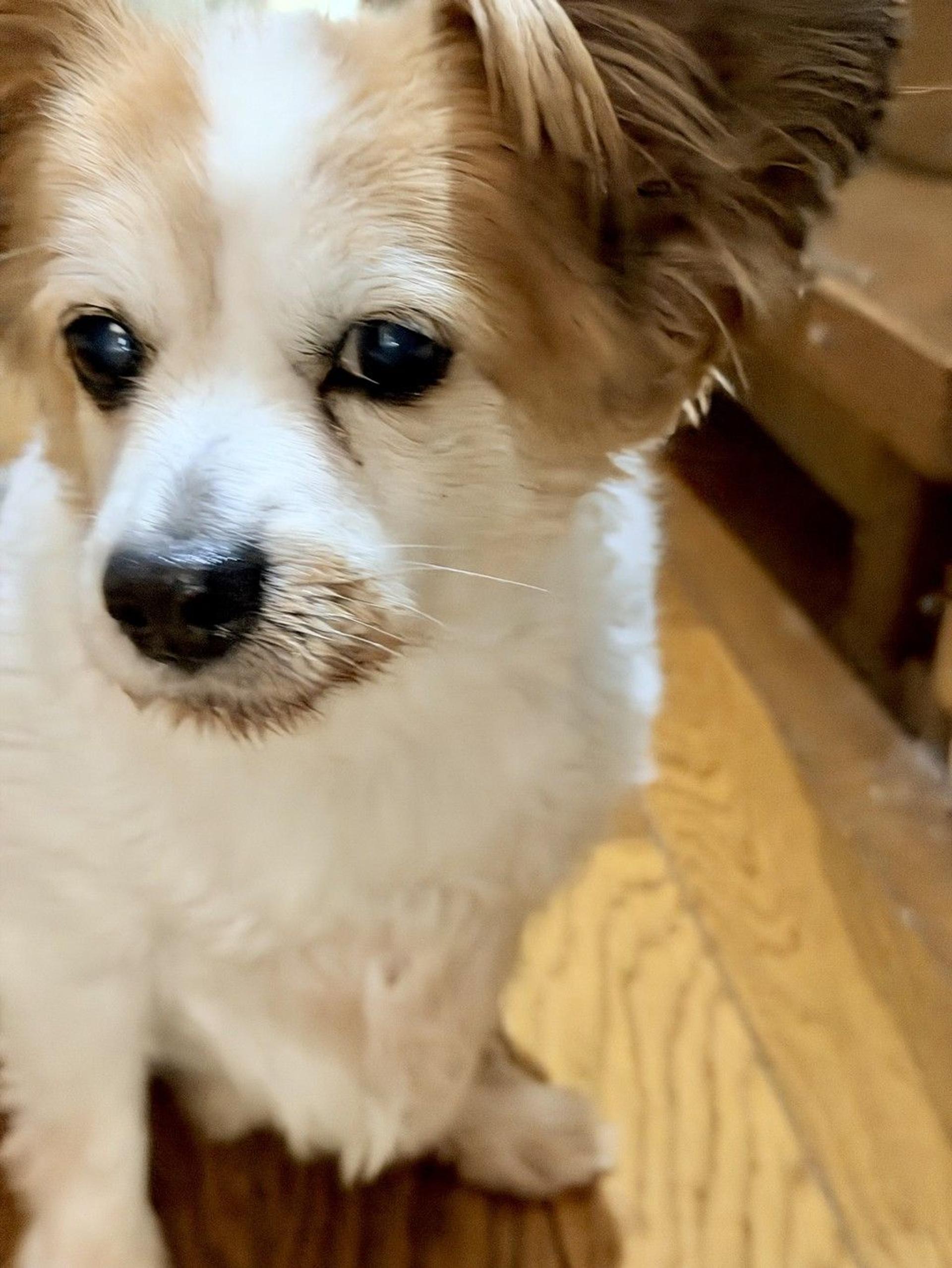 pet-image-7