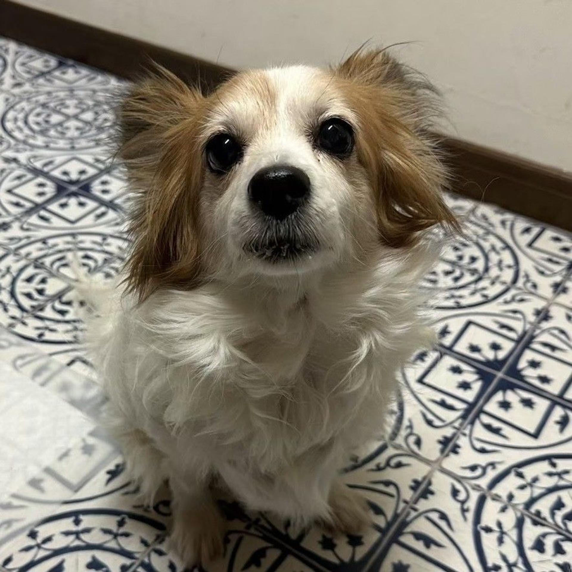 pet-image-8