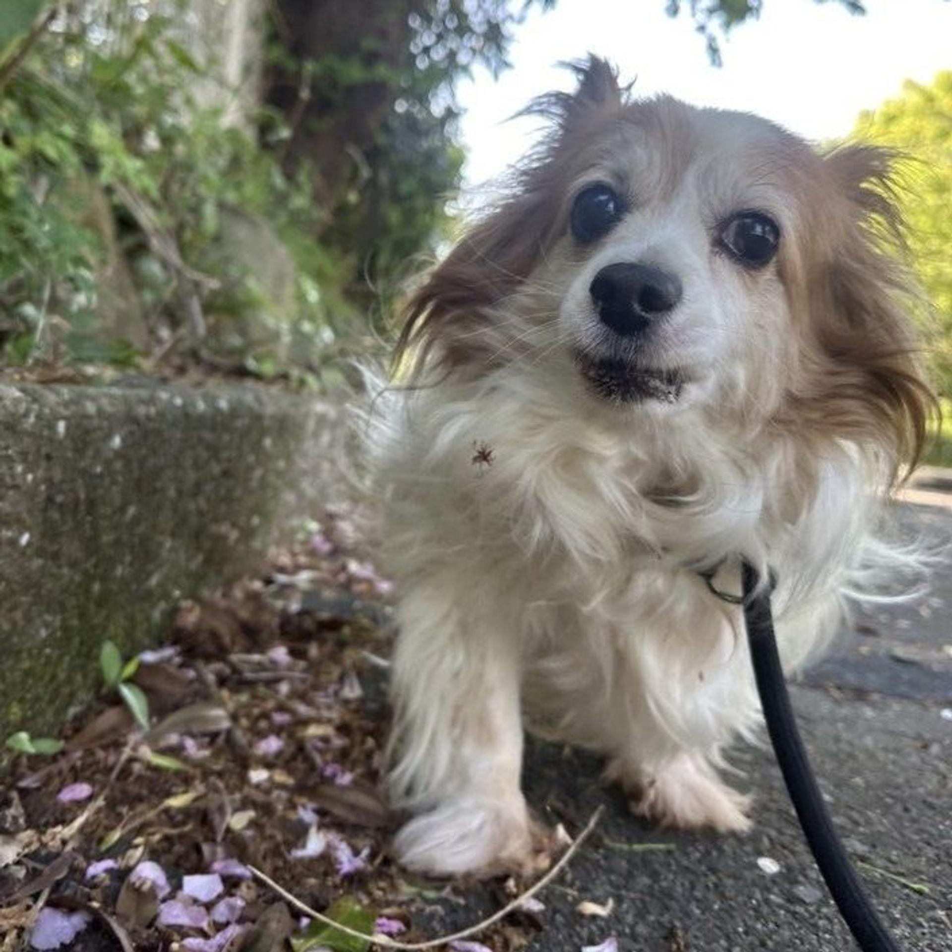 pet-image-9