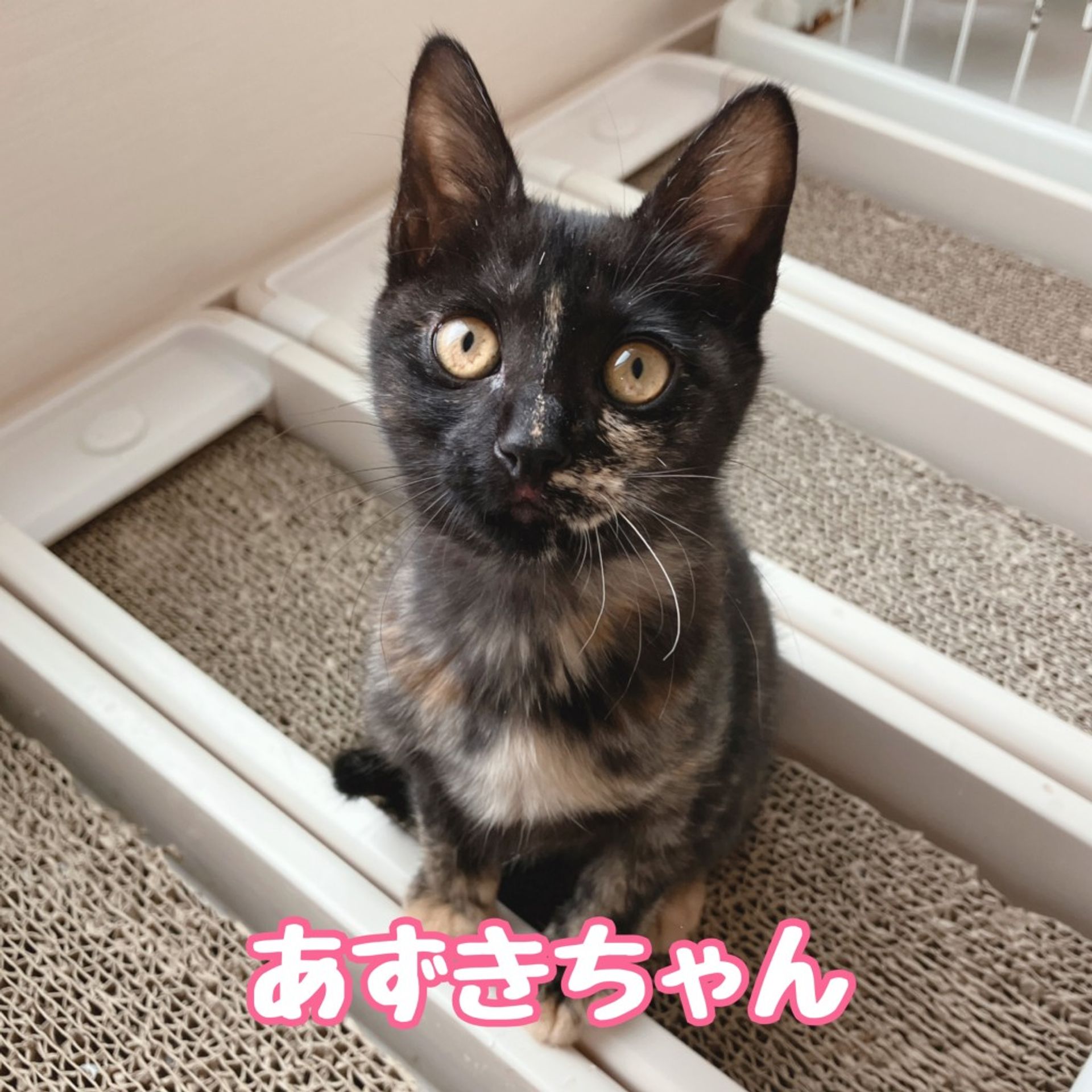雑種（ミックス猫）・メスの里親募集の写真