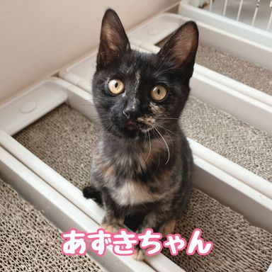 あずきの写真