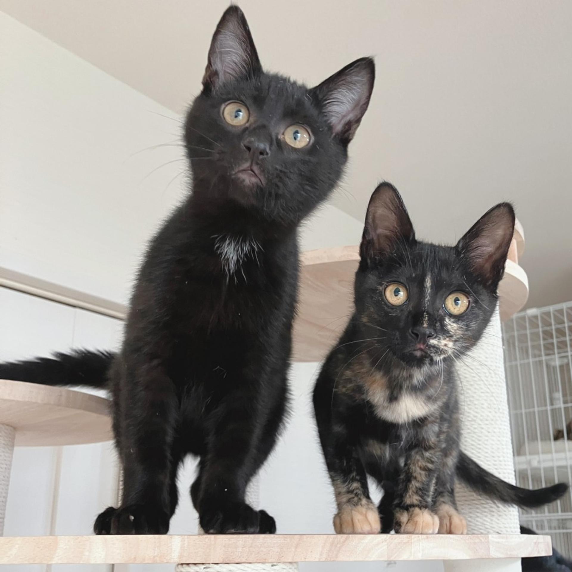 pet-image-5