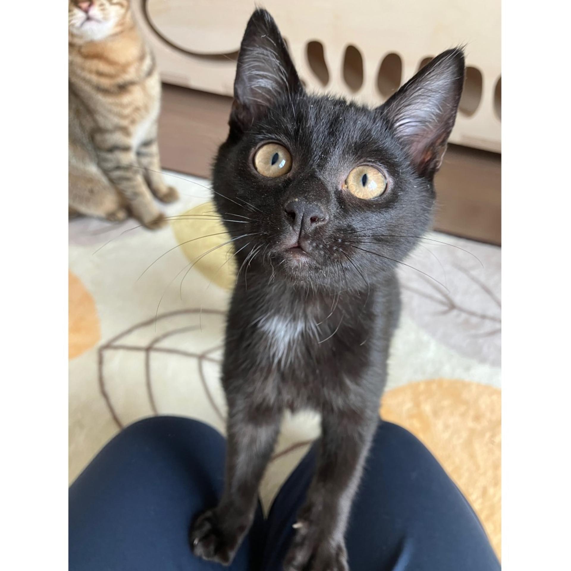 pet-image-2