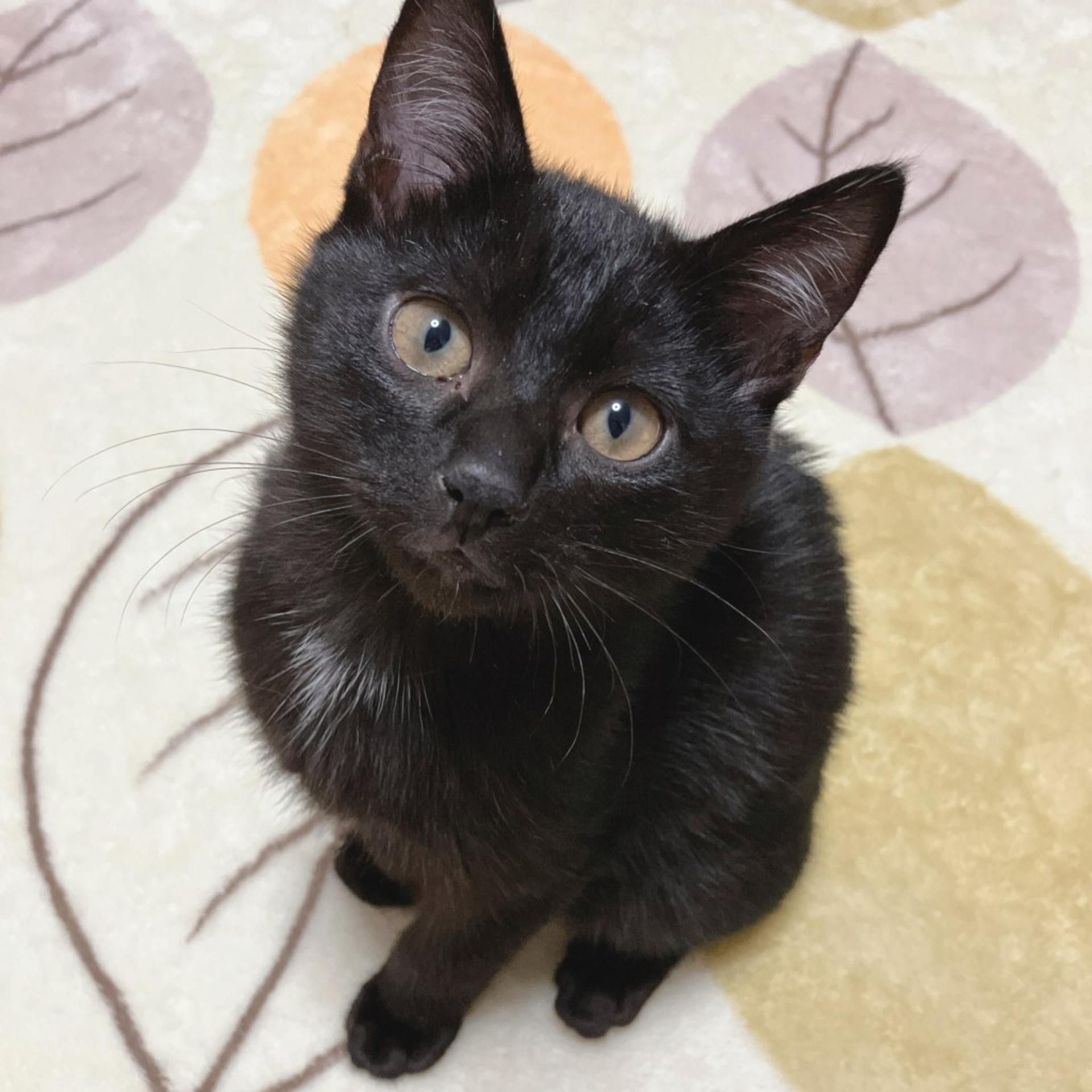 pet-image-3