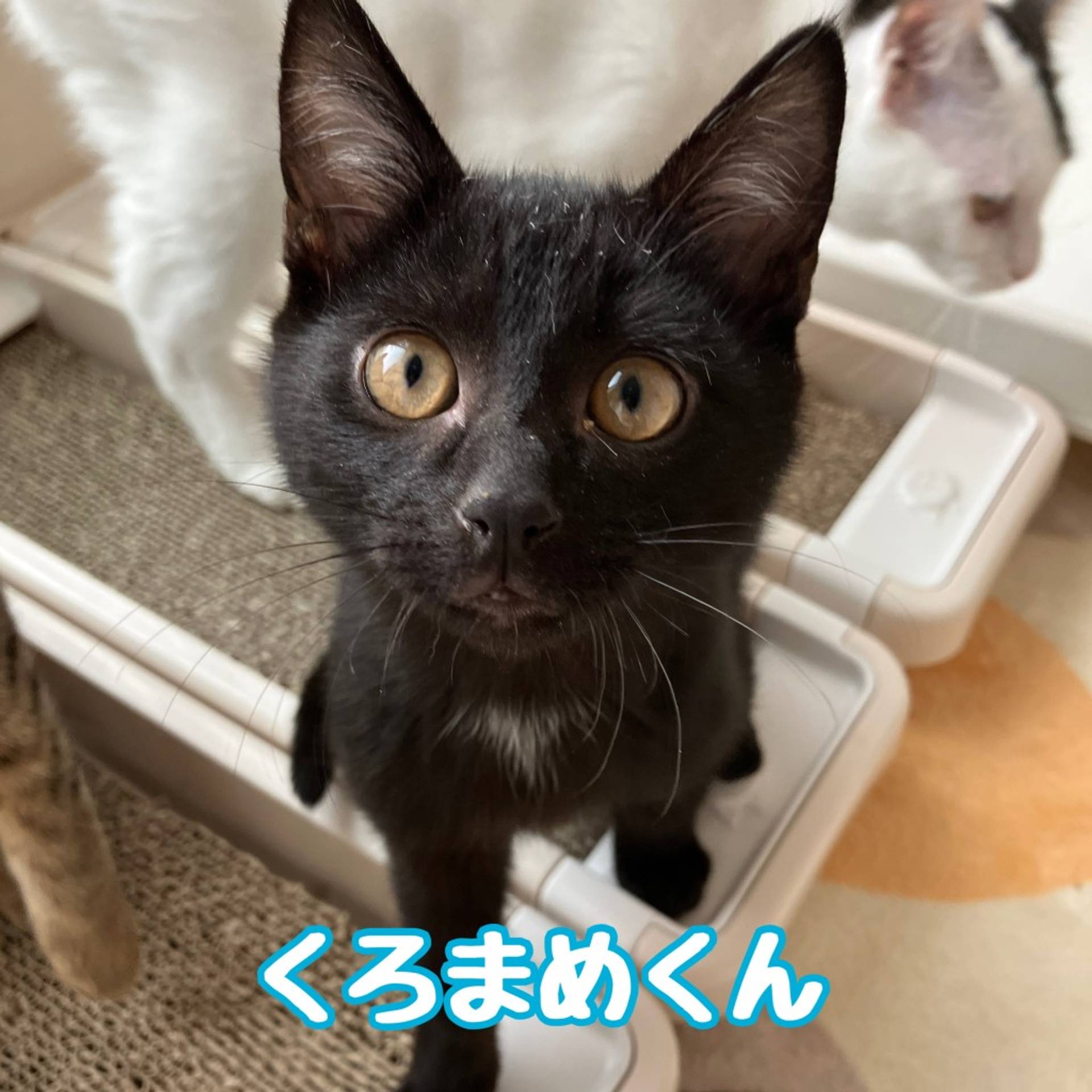 雑種（ミックス猫）・オスの里親募集の写真
