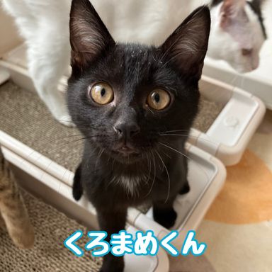 くろまめの写真